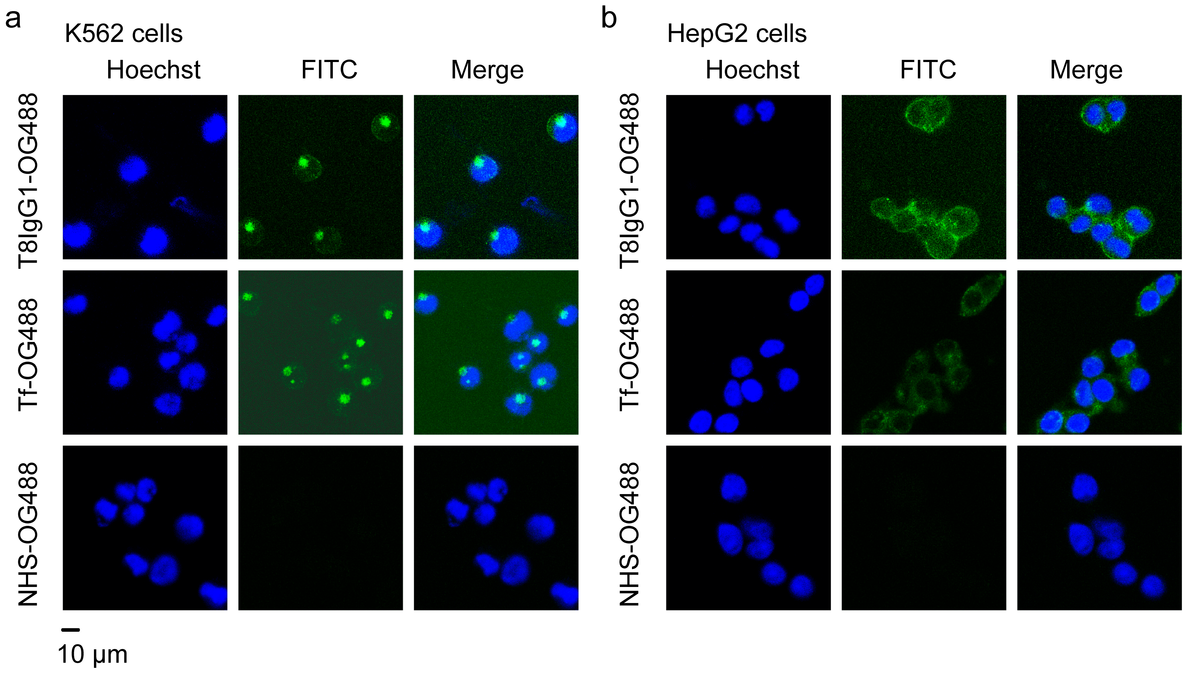 Antibodies 15 00034 g005 Antibodies 15 00034 g005