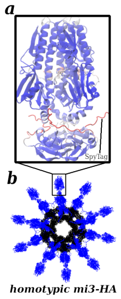 Antibodies 15 00064 g002 Antibodies 15 00064 g002