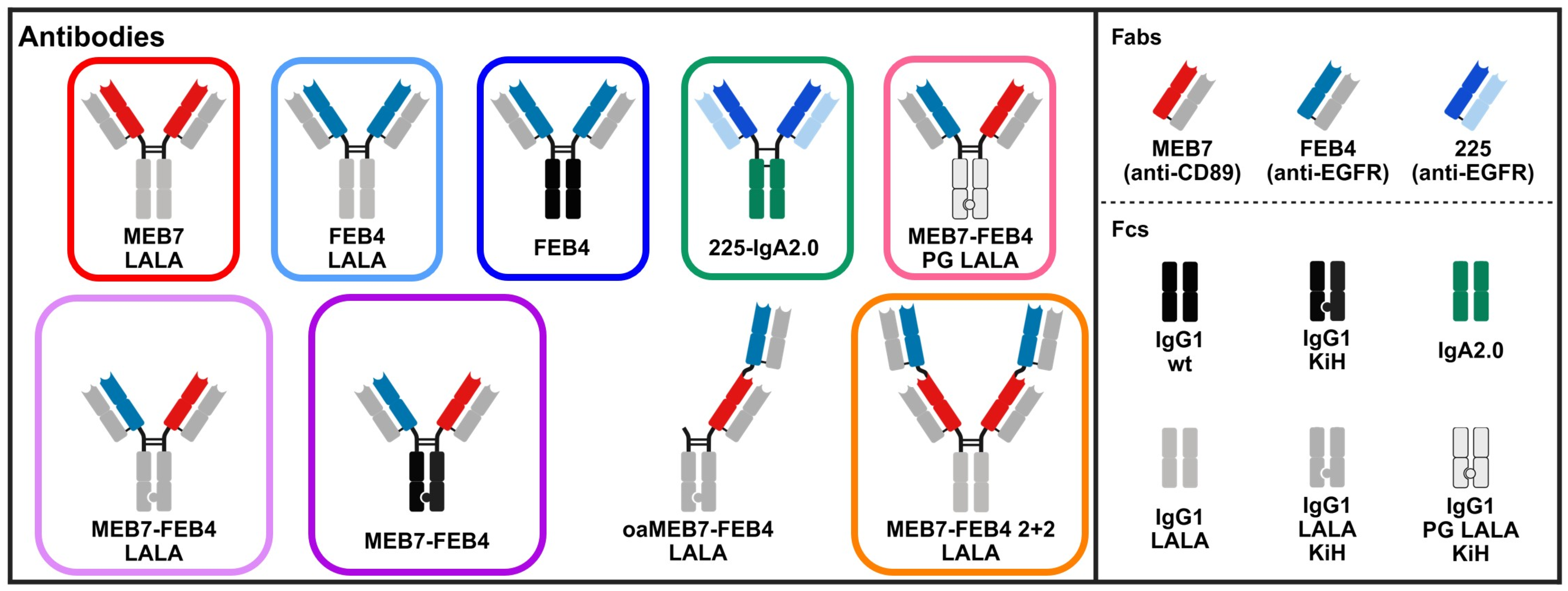 Antibodies 15 00066 g001 Antibodies 15 00066 g001