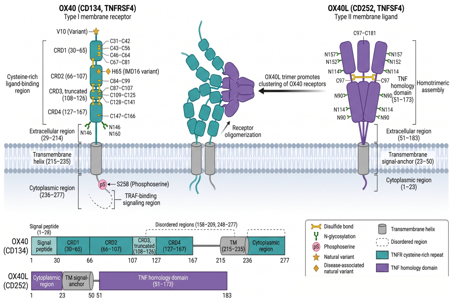 Antibodies 15 00084 g016 Antibodies 15 00084 g016