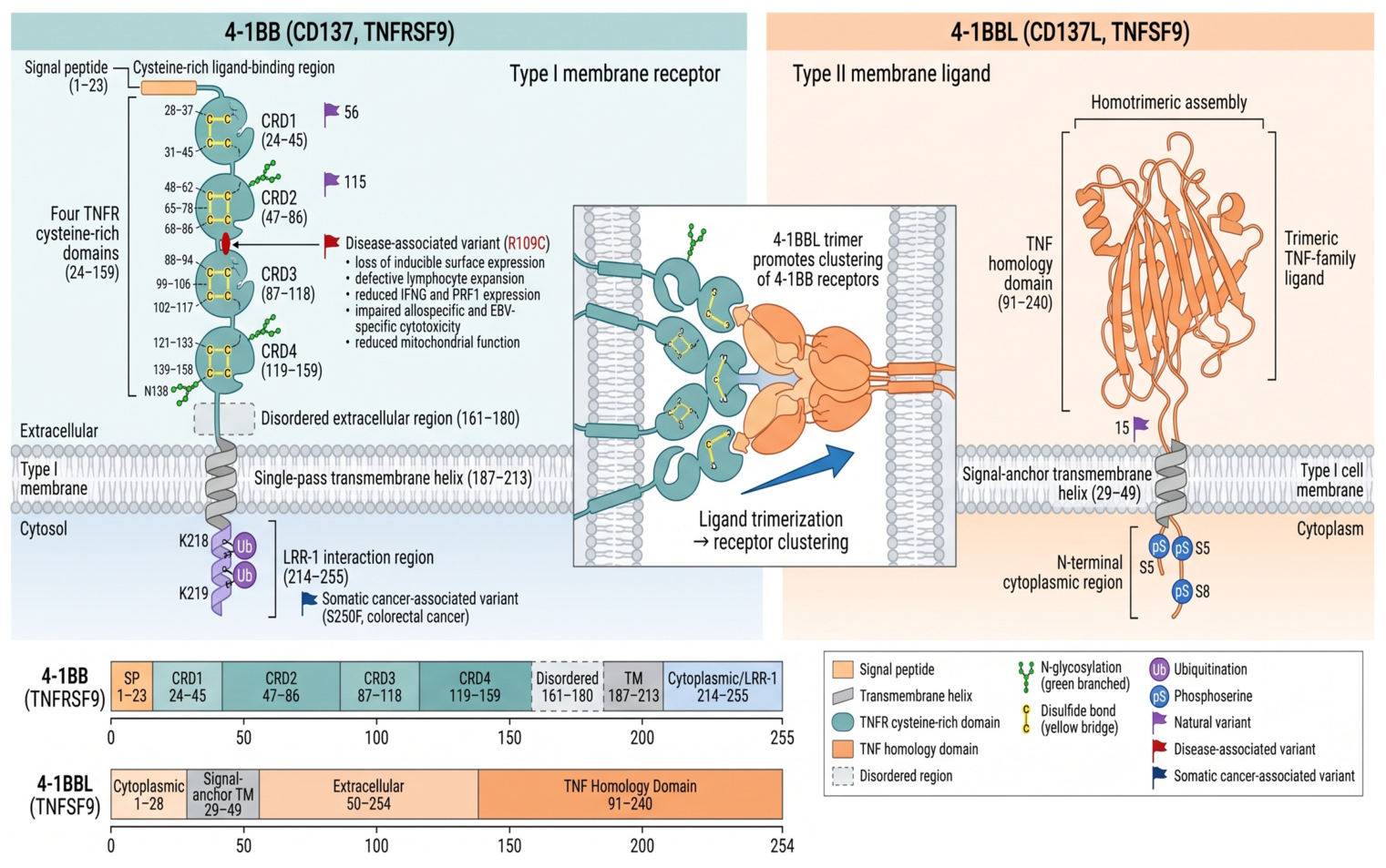 Antibodies 15 00084 g020 Antibodies 15 00084 g020