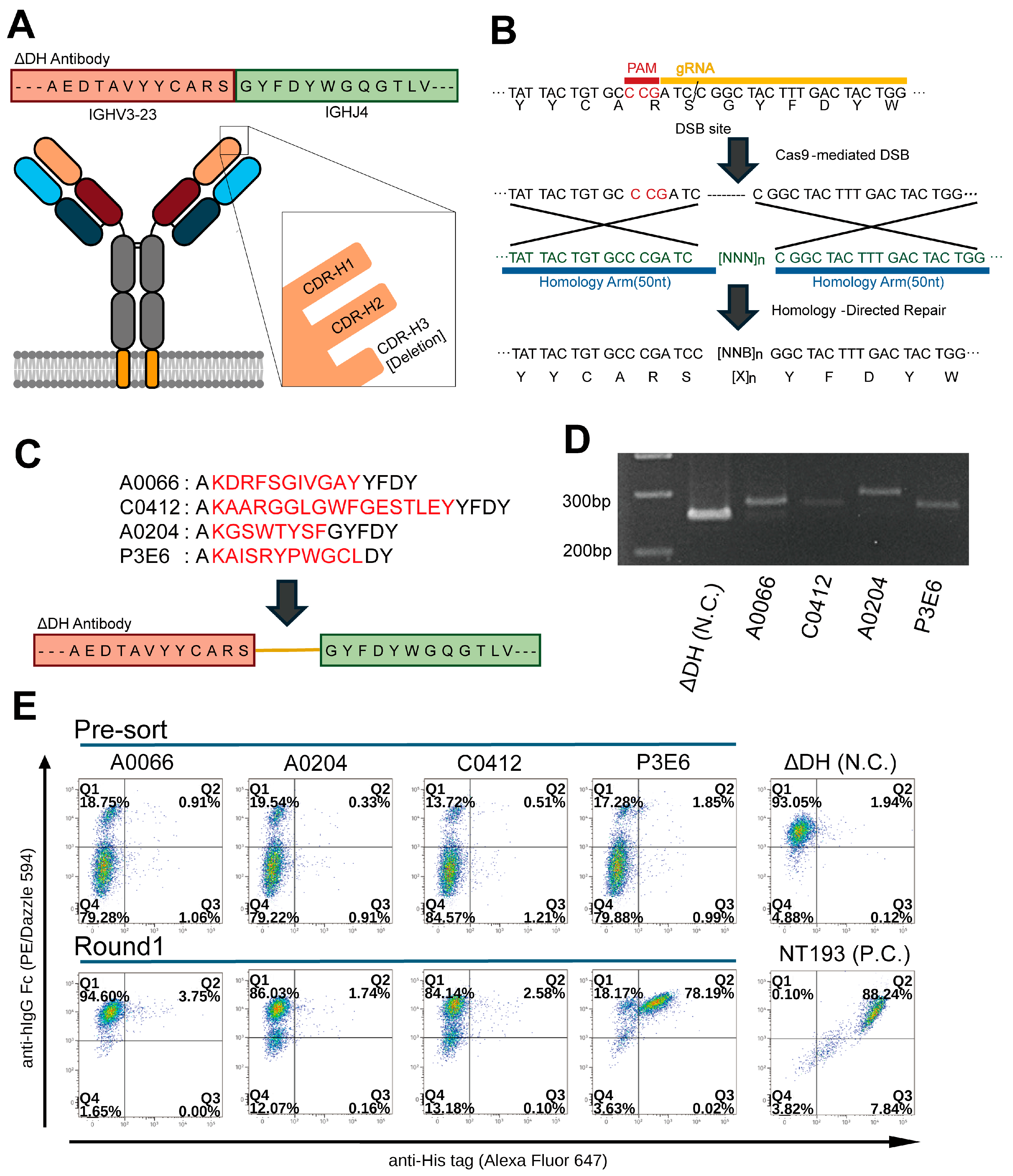 Antibodies 15 00099 g001 Antibodies 15 00099 g001