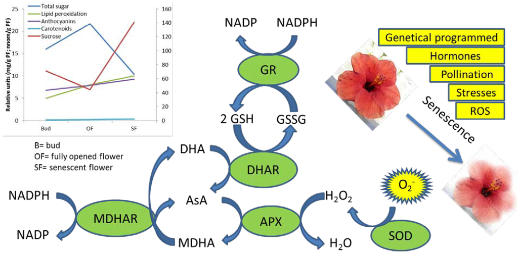 Antioxidants 02 00132 g001 1024