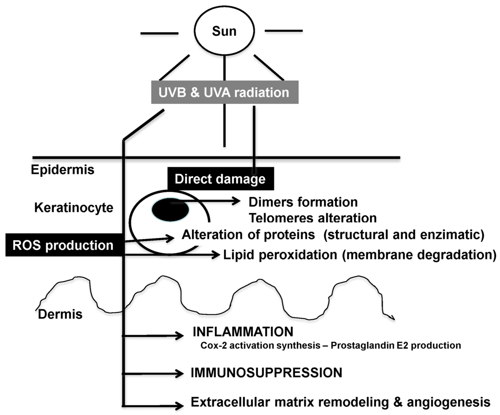 Antioxidants 04 00248 g001 1024