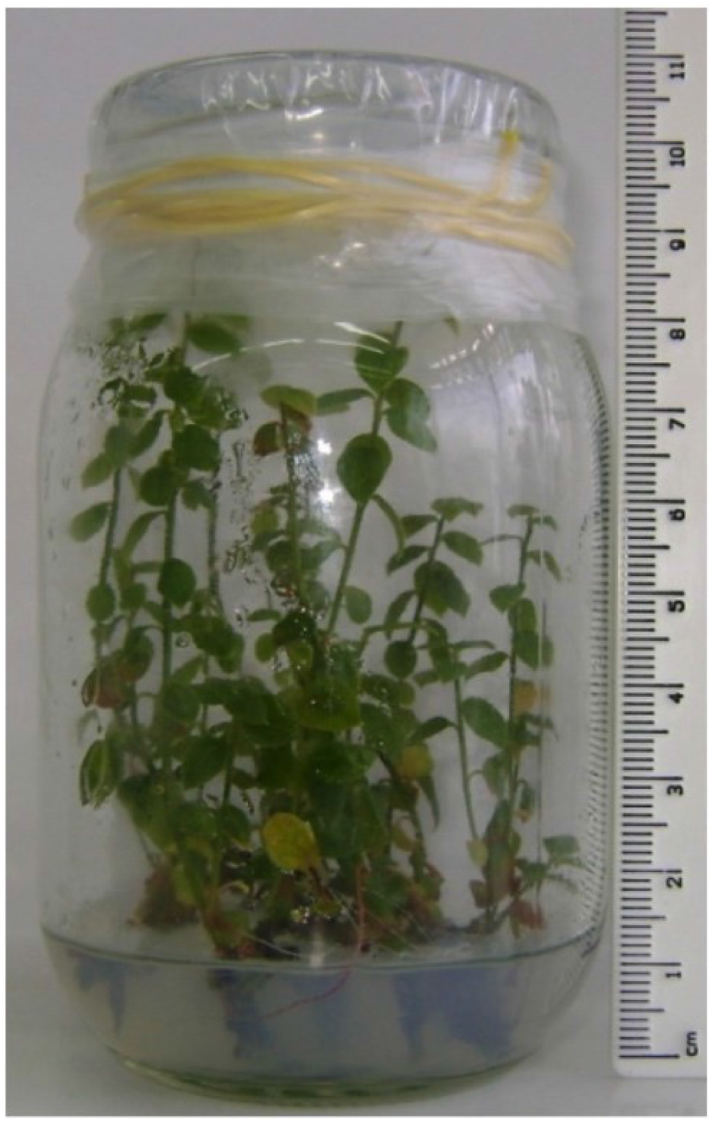 Antioxidants 04 00281 g001 1024