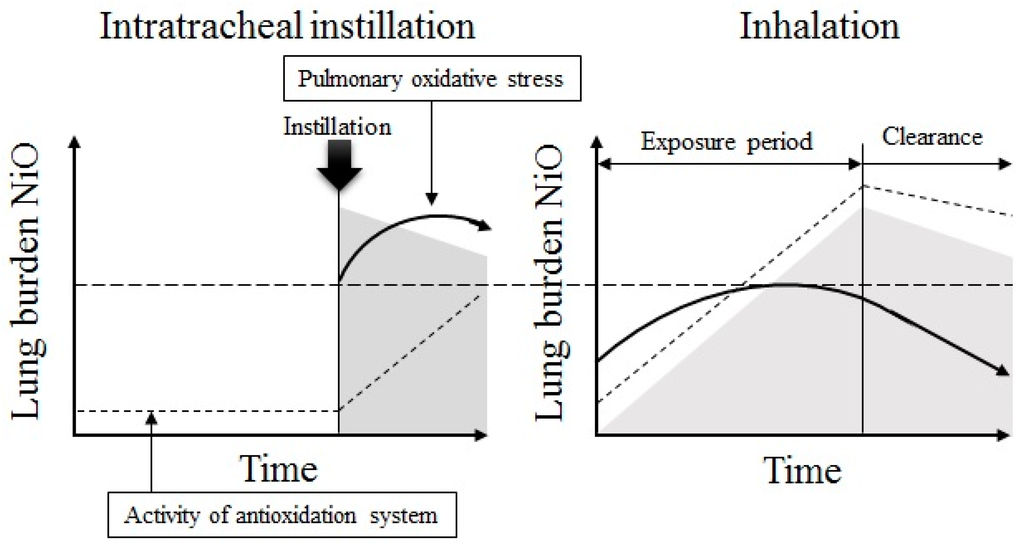 Antioxidants 05 00004 g008 1024