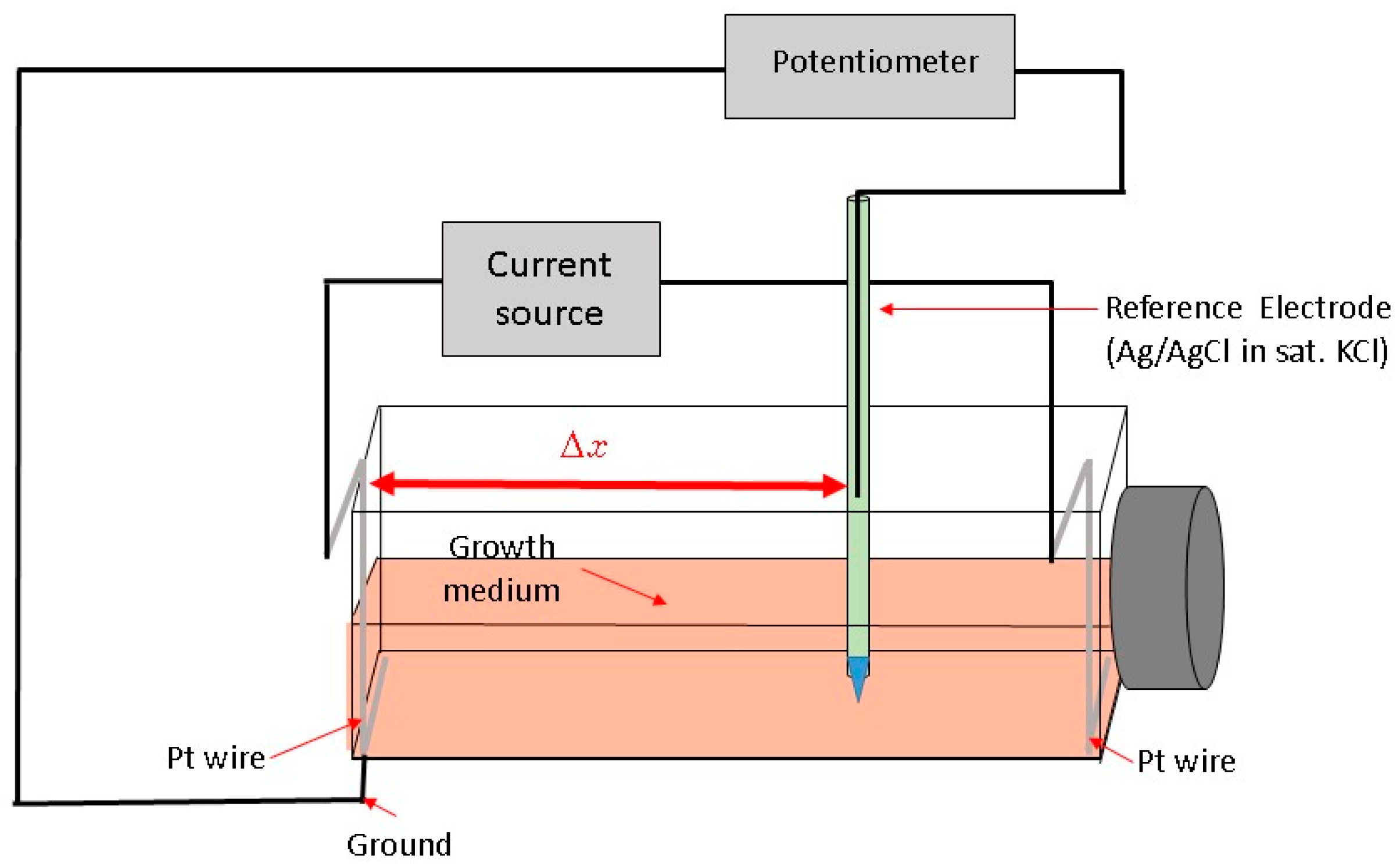 Antioxidants 05 00023 g001