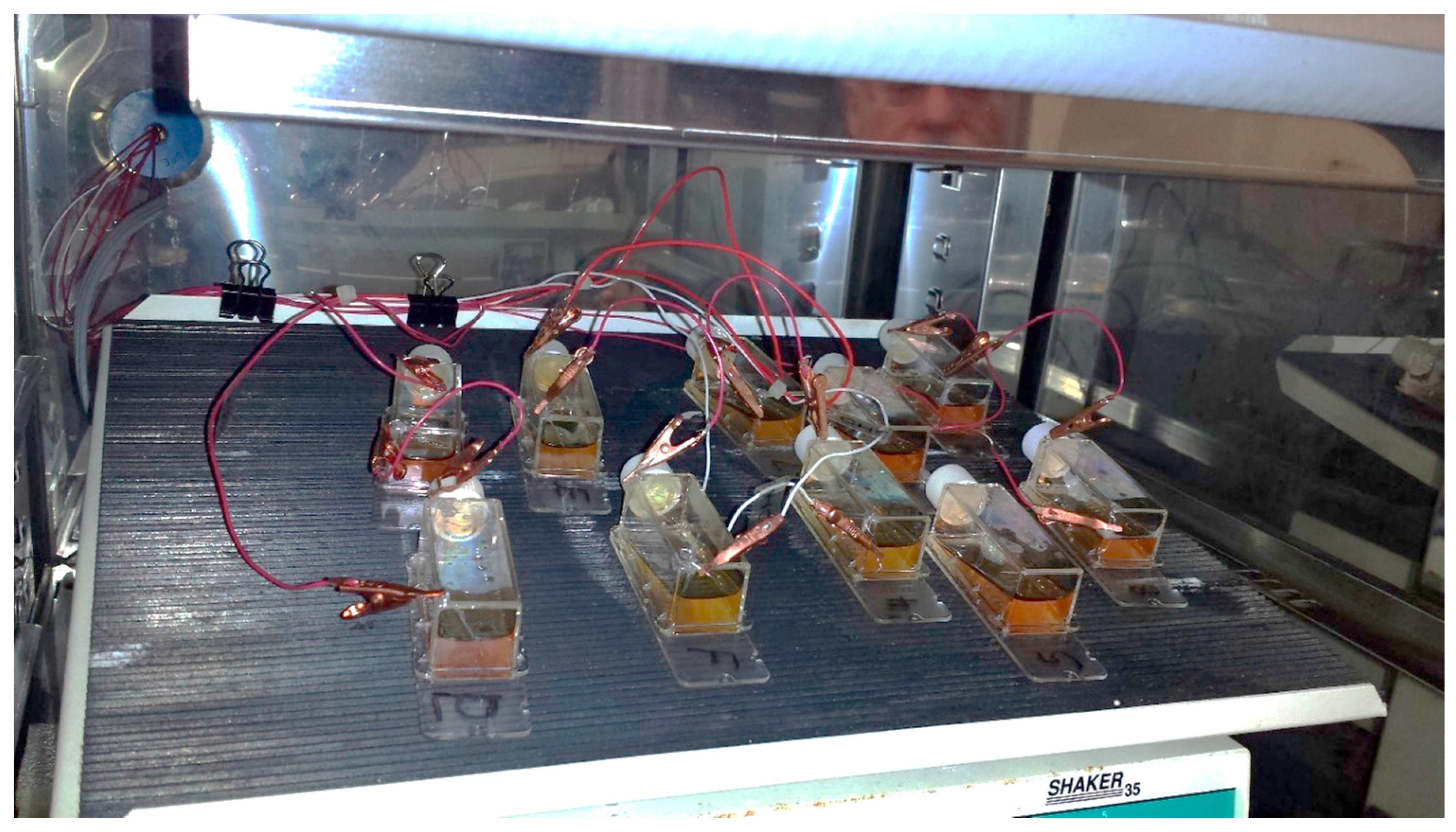 Antioxidants 05 00023 g002