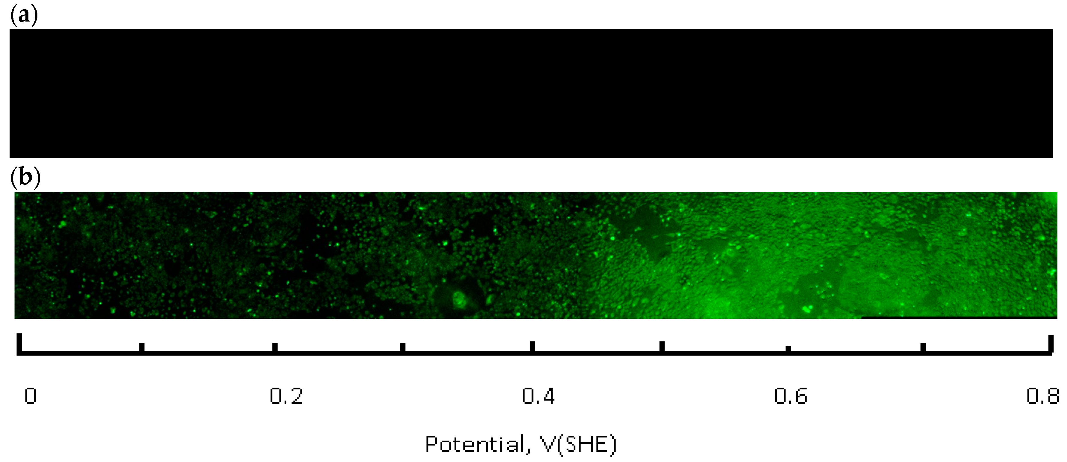 Antioxidants 05 00023 g005