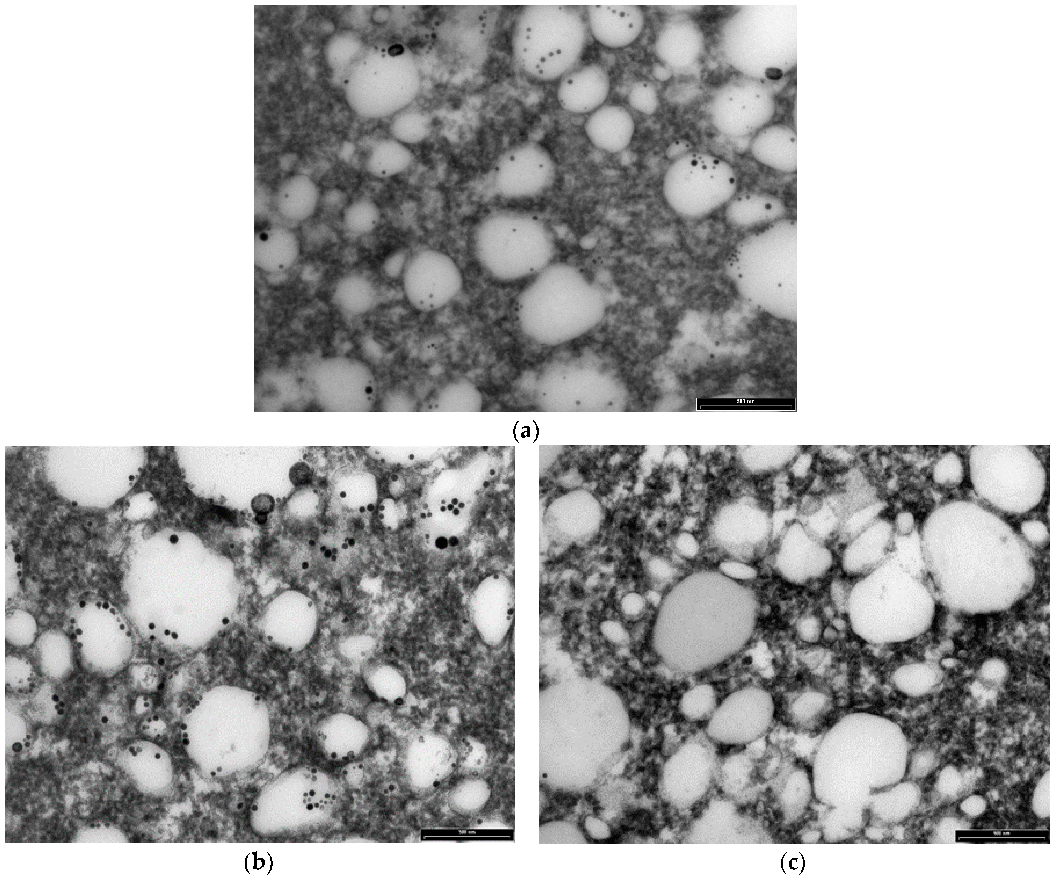 Antioxidants 05 00029 g006