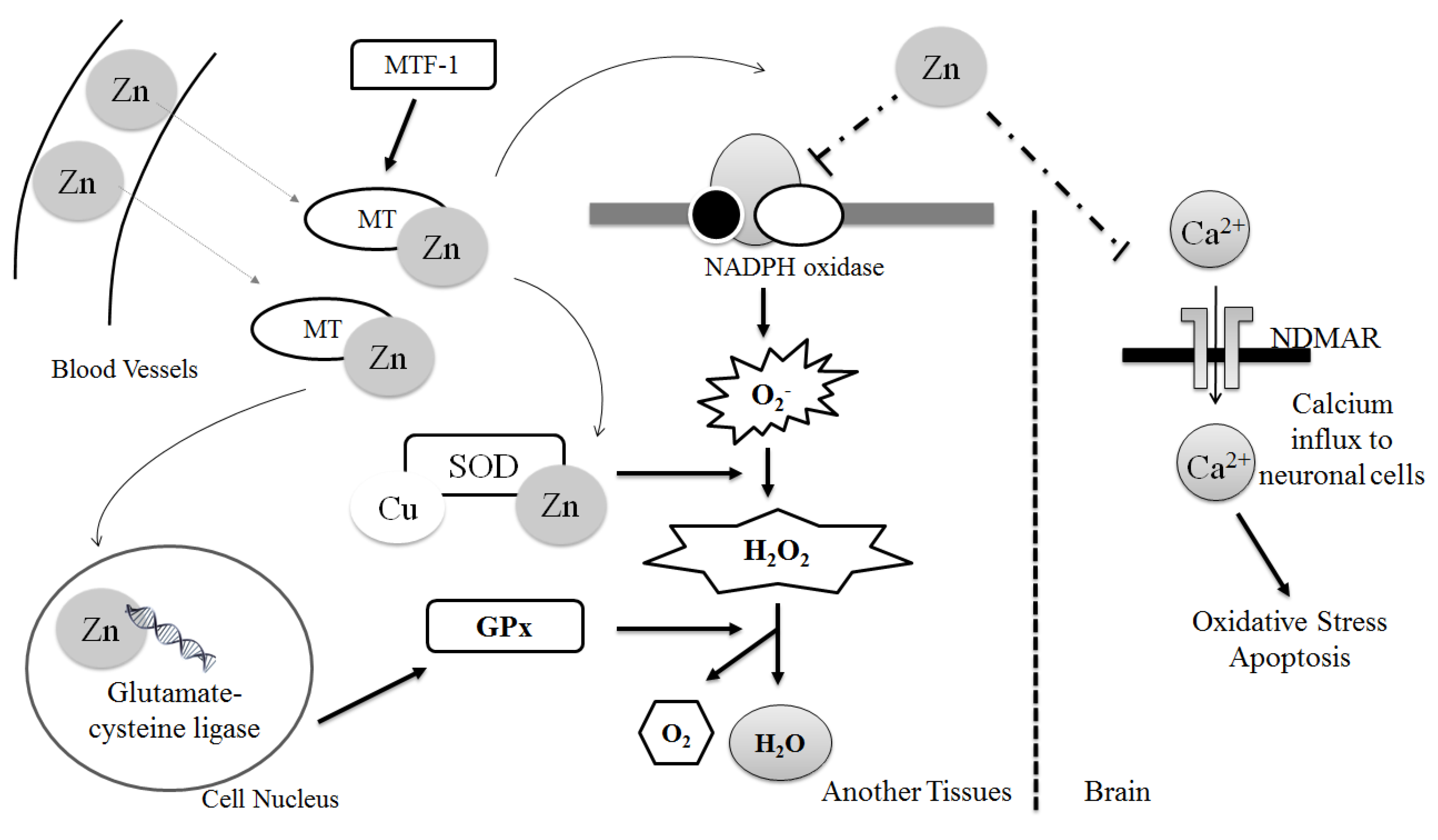 Antioxidants 06 00024 g001