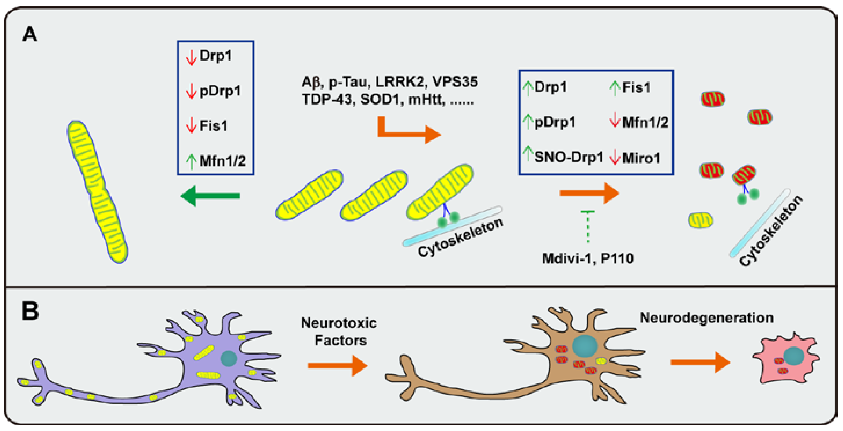 Antioxidants 06 00025 g002