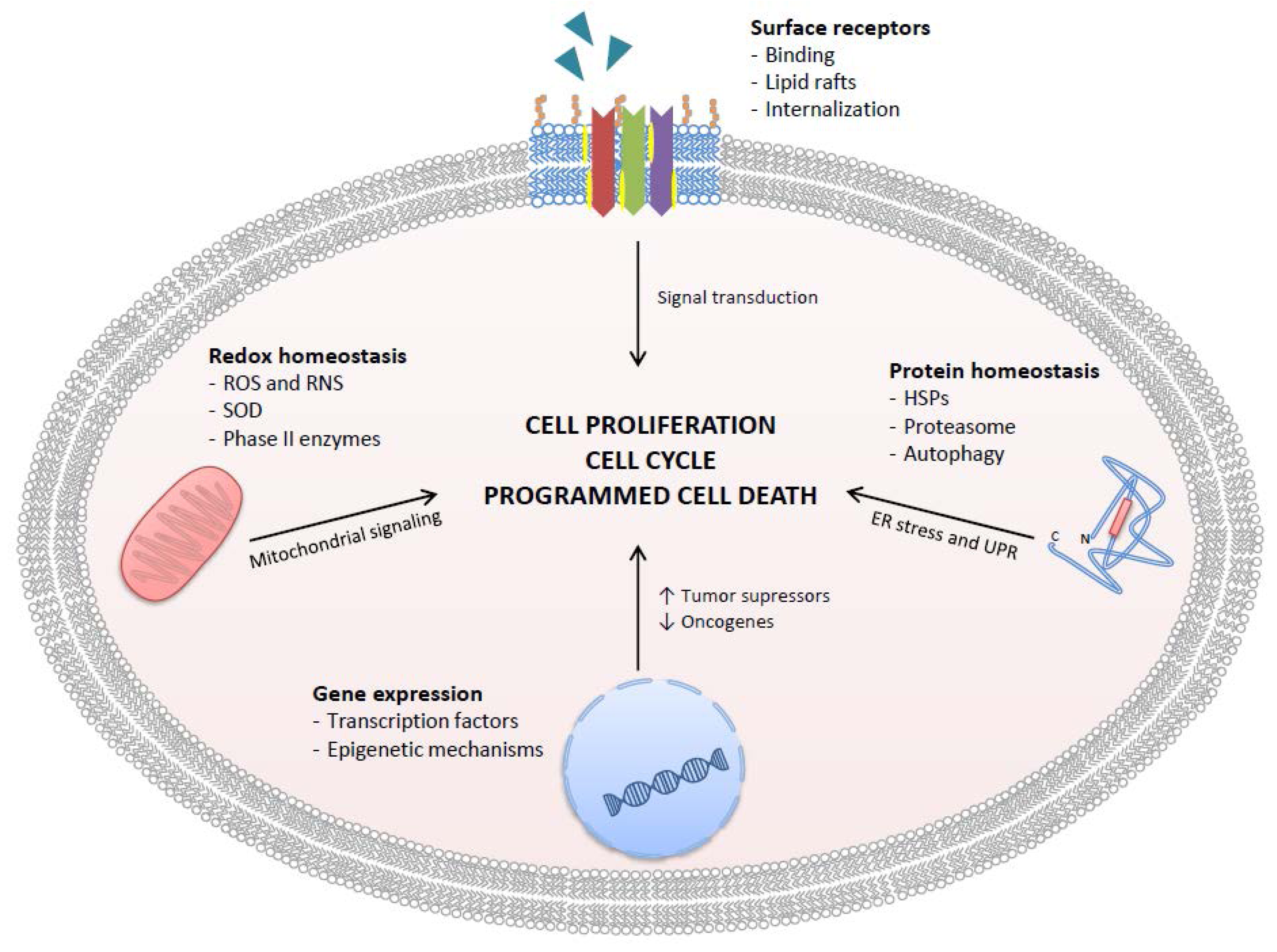 Antioxidants 06 00026 g002