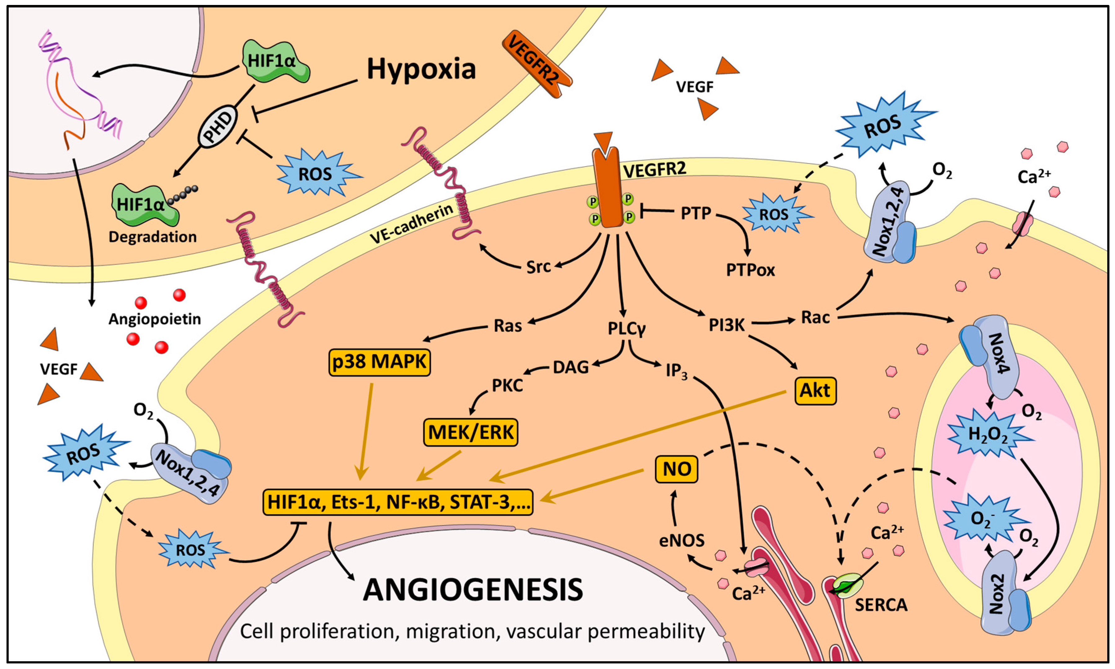 Antioxidants 06 00032 g001