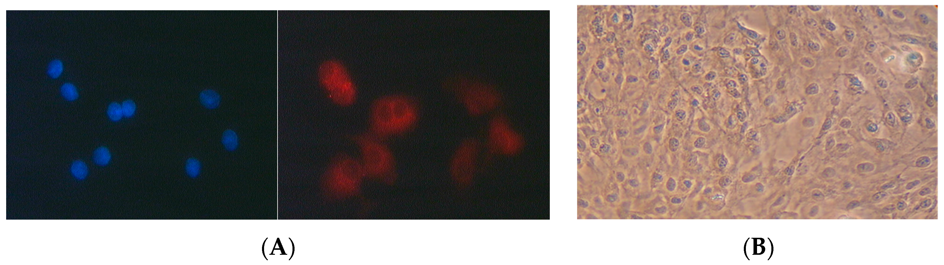 Antioxidants 06 00037 g001