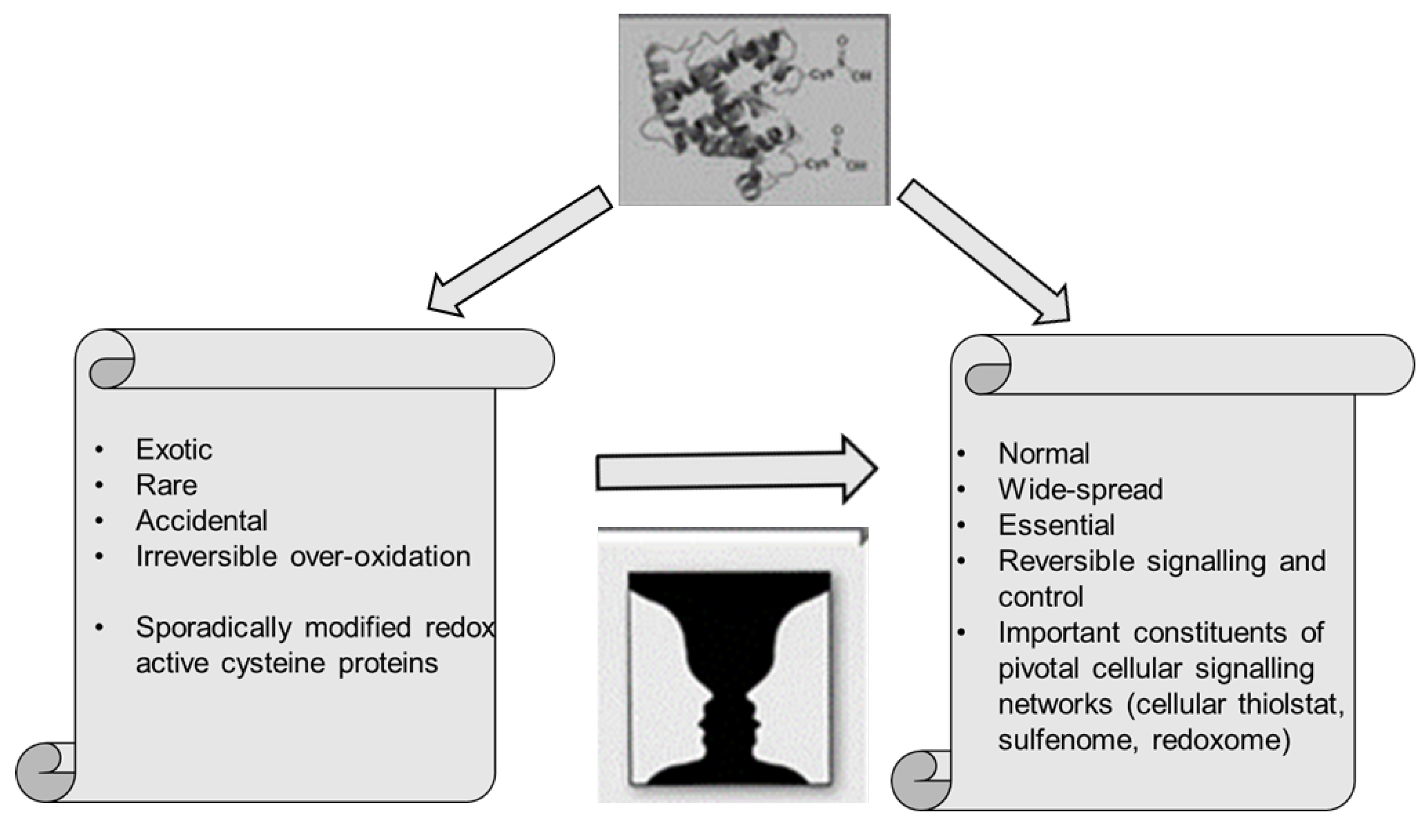Antioxidants 06 00038 g002