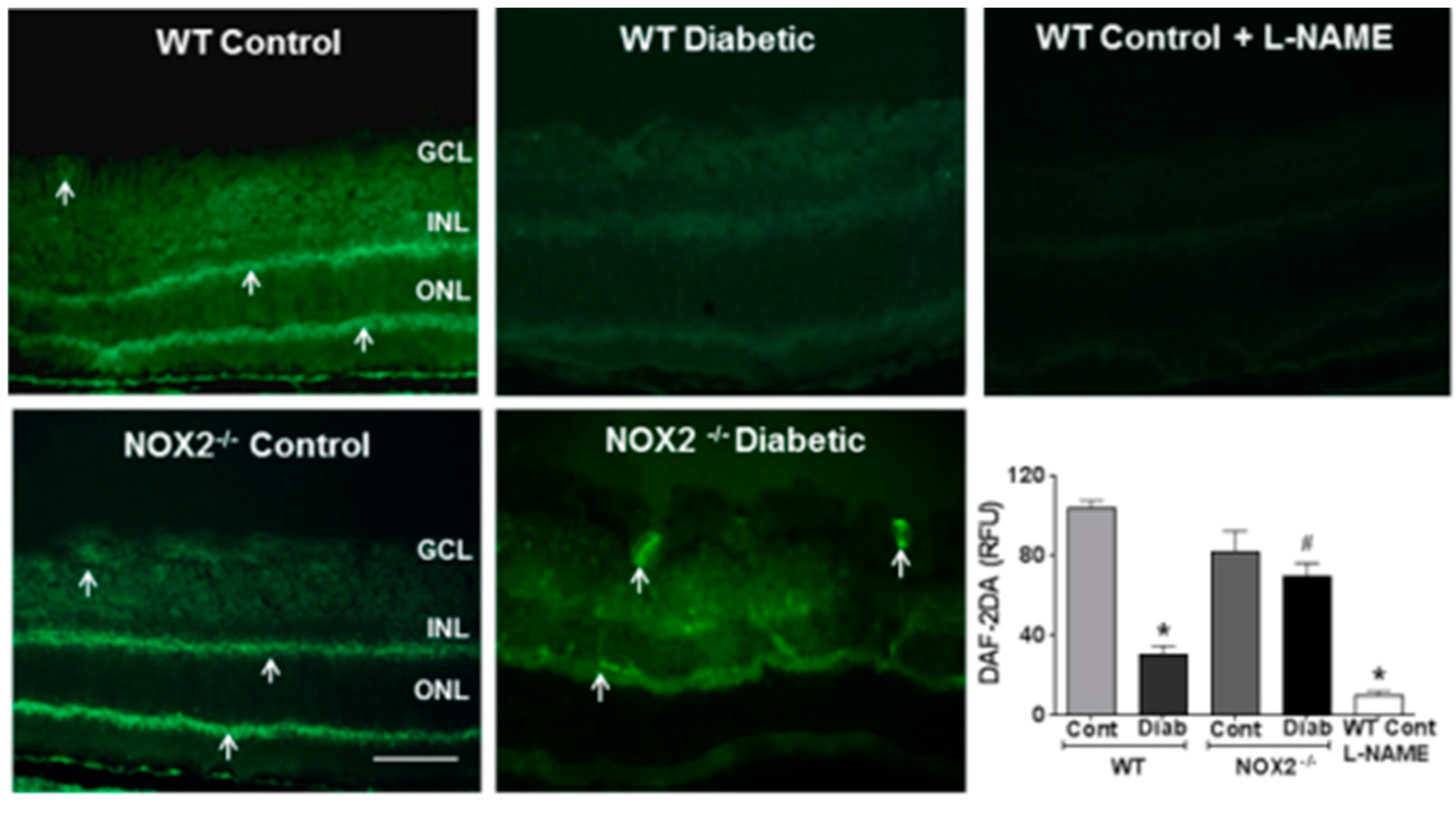 Antioxidants 06 00043 g002