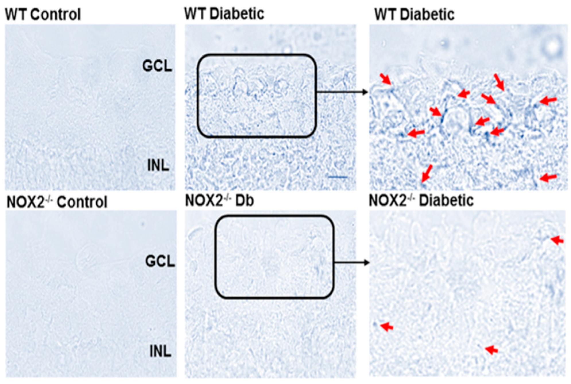 Antioxidants 06 00043 g003