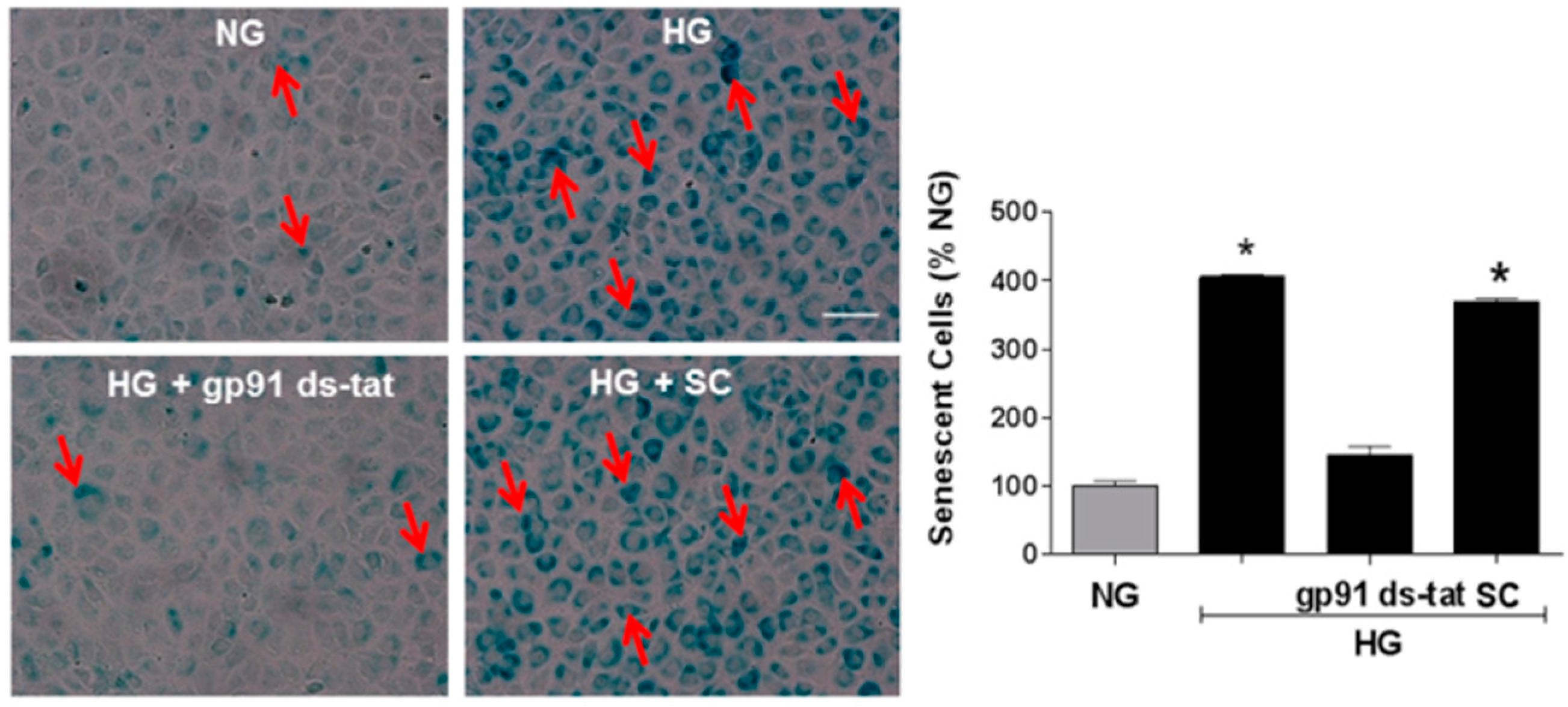 Antioxidants 06 00043 g004