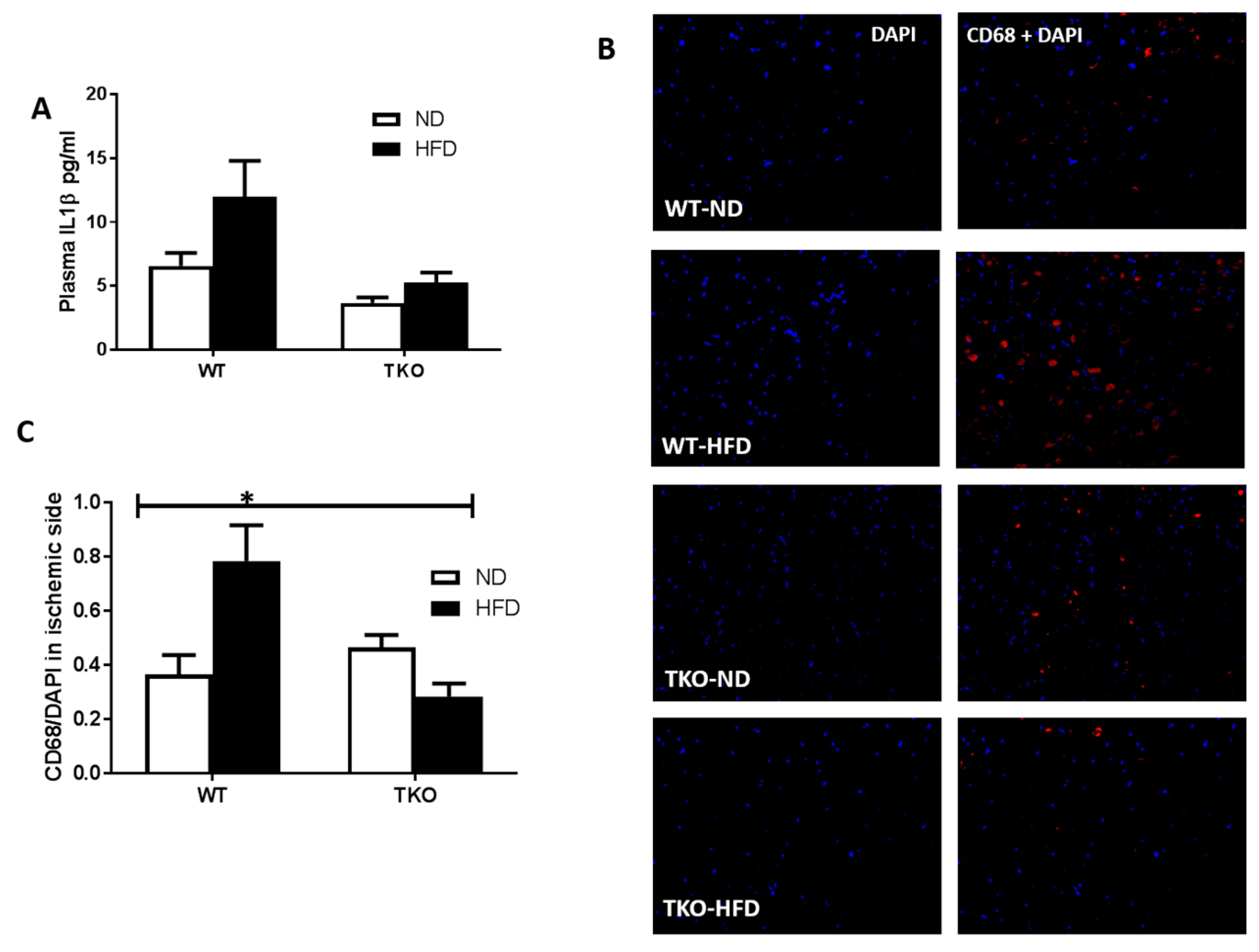 Antioxidants 06 00047 g005