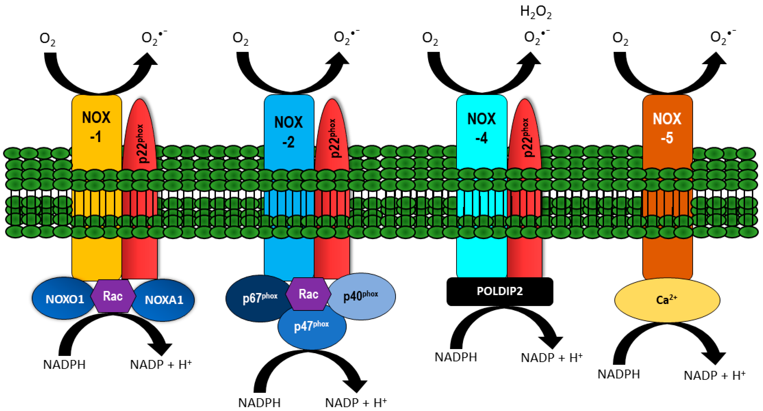 Antioxidants 06 00056 g001