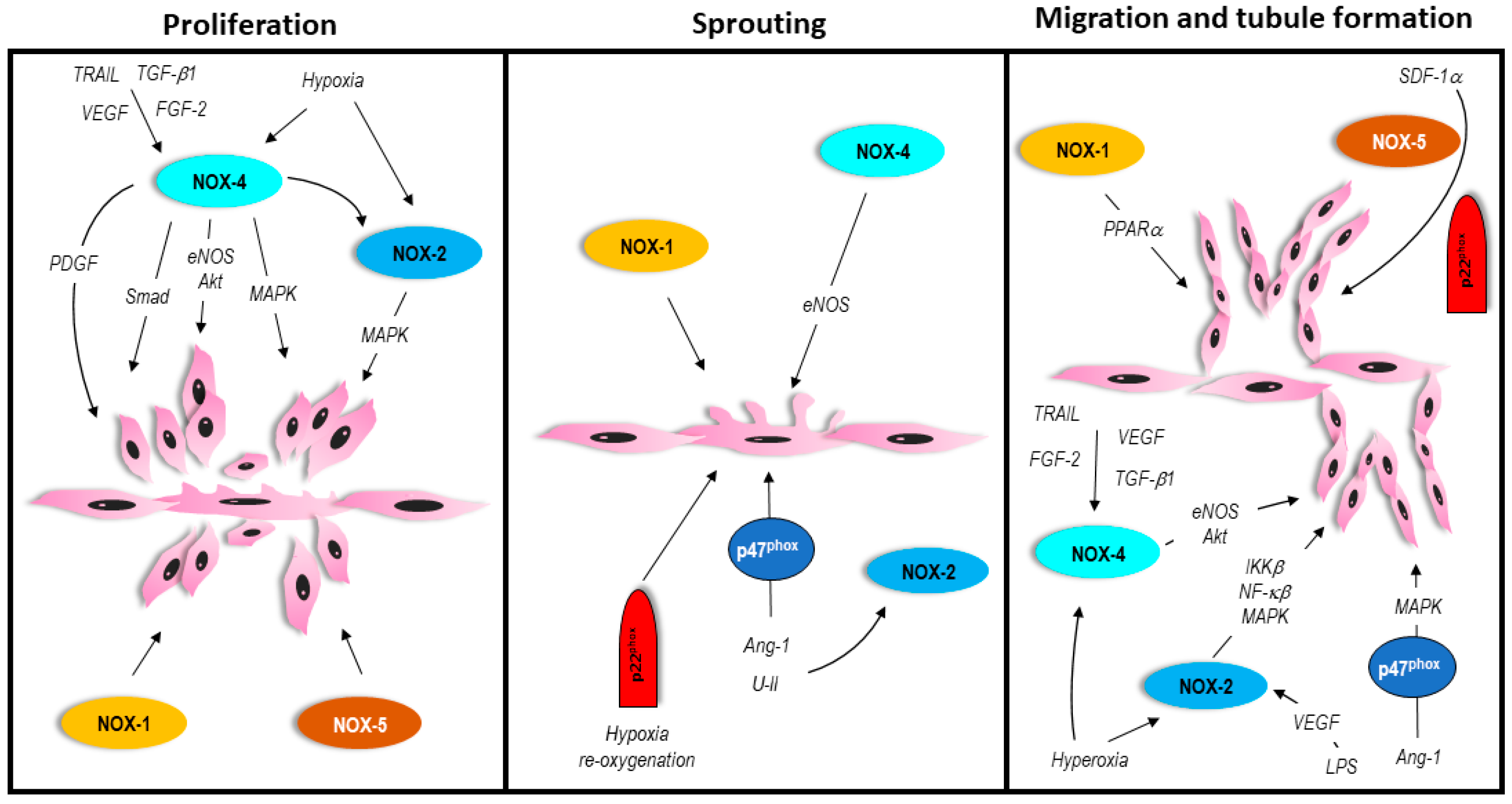Antioxidants 06 00056 g002