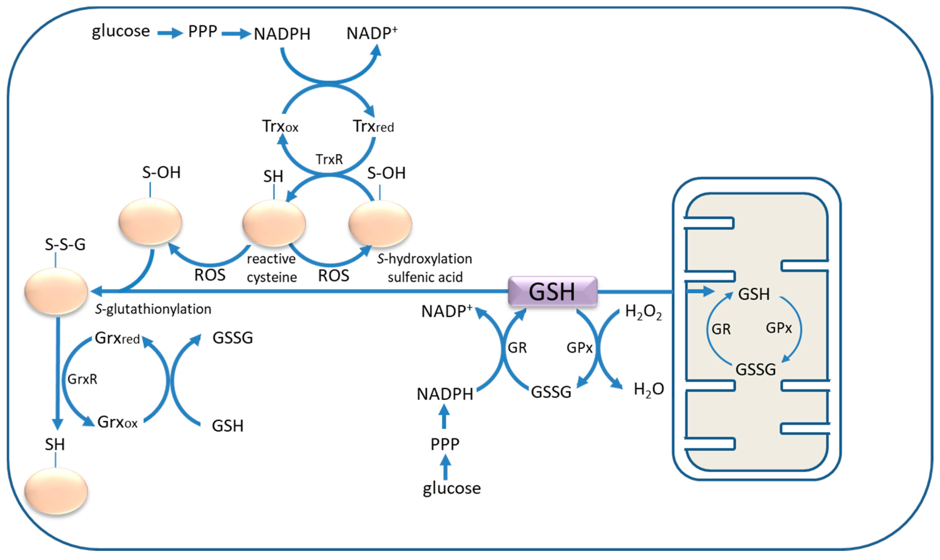 Antioxidants 06 00062 g001 Antioxidants 06 00062 g001