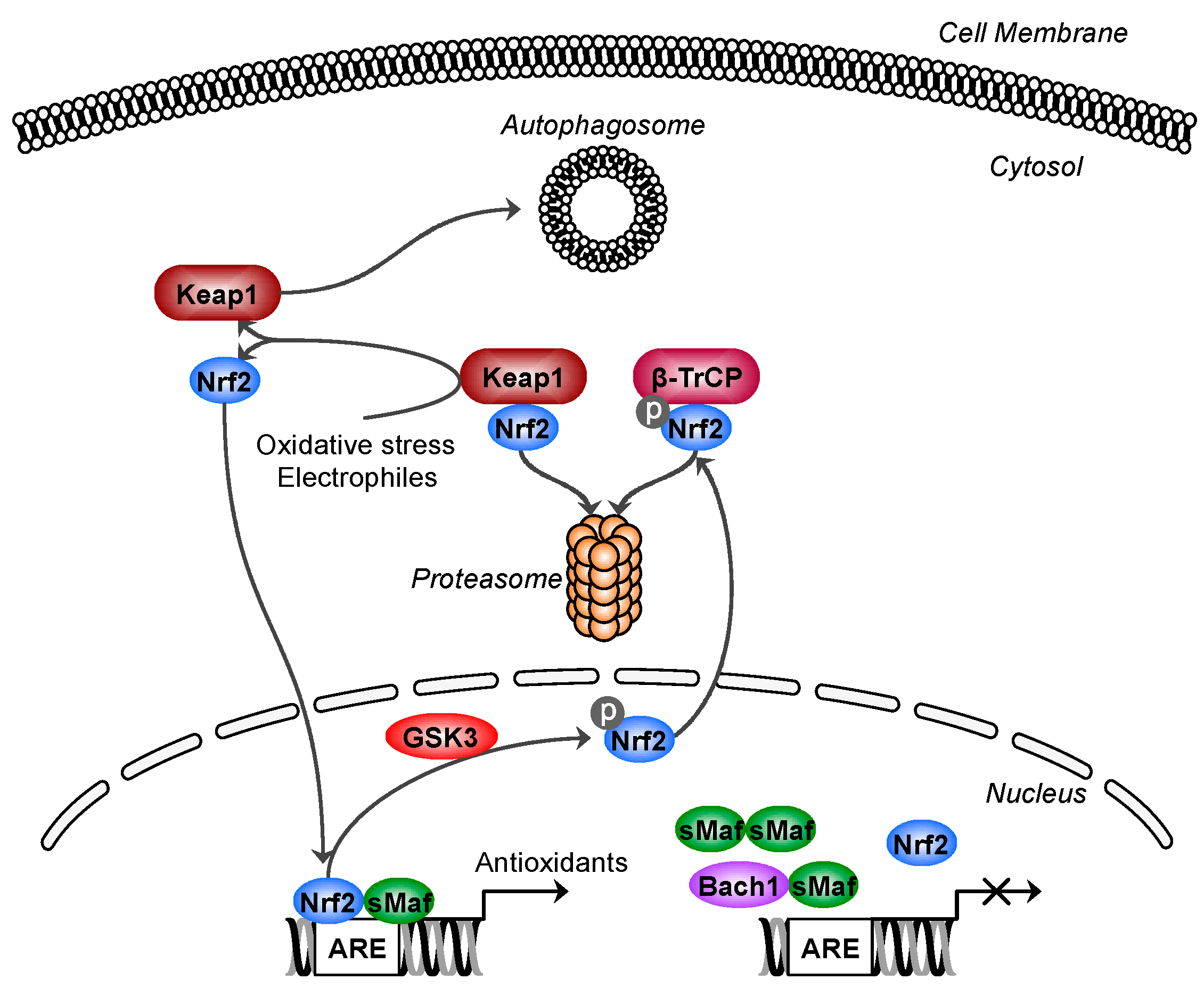 Antioxidants 06 00065 g001