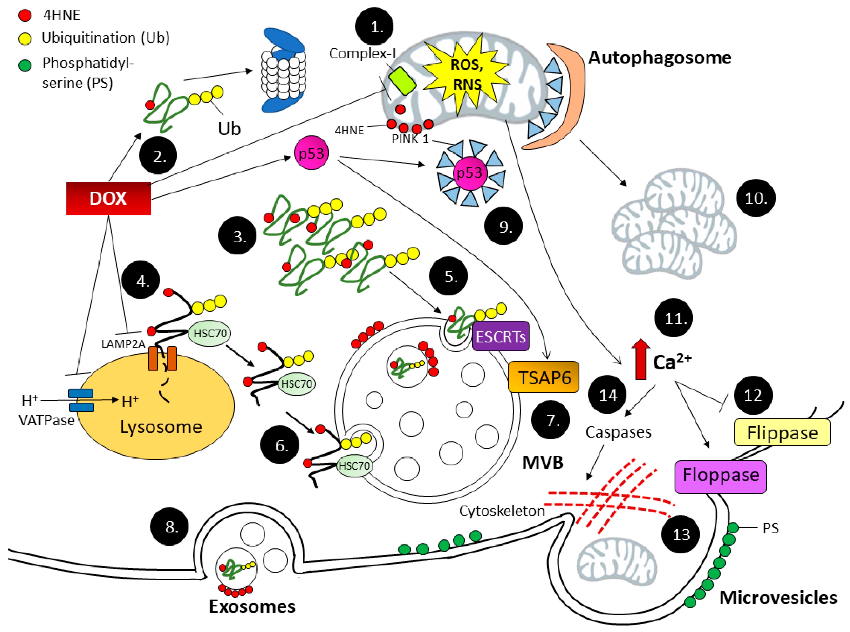 Antioxidants 06 00075 g001