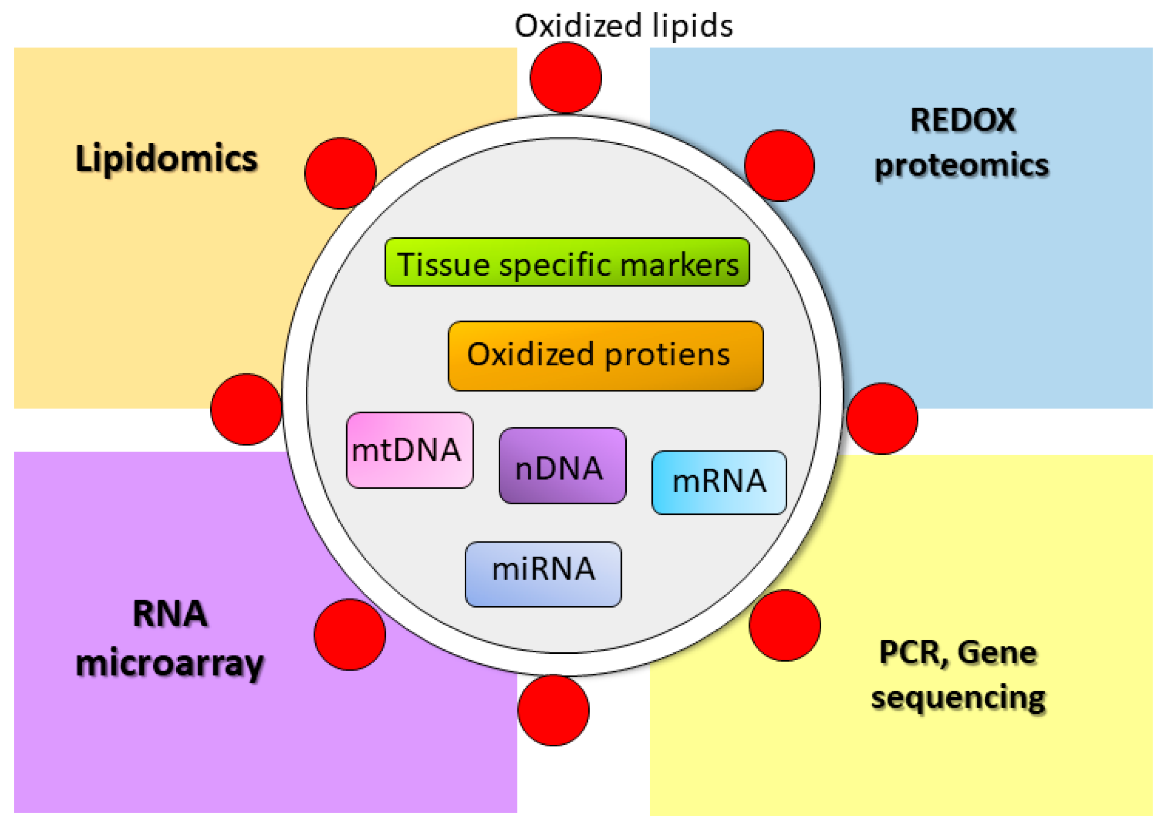 Antioxidants 06 00075 g002
