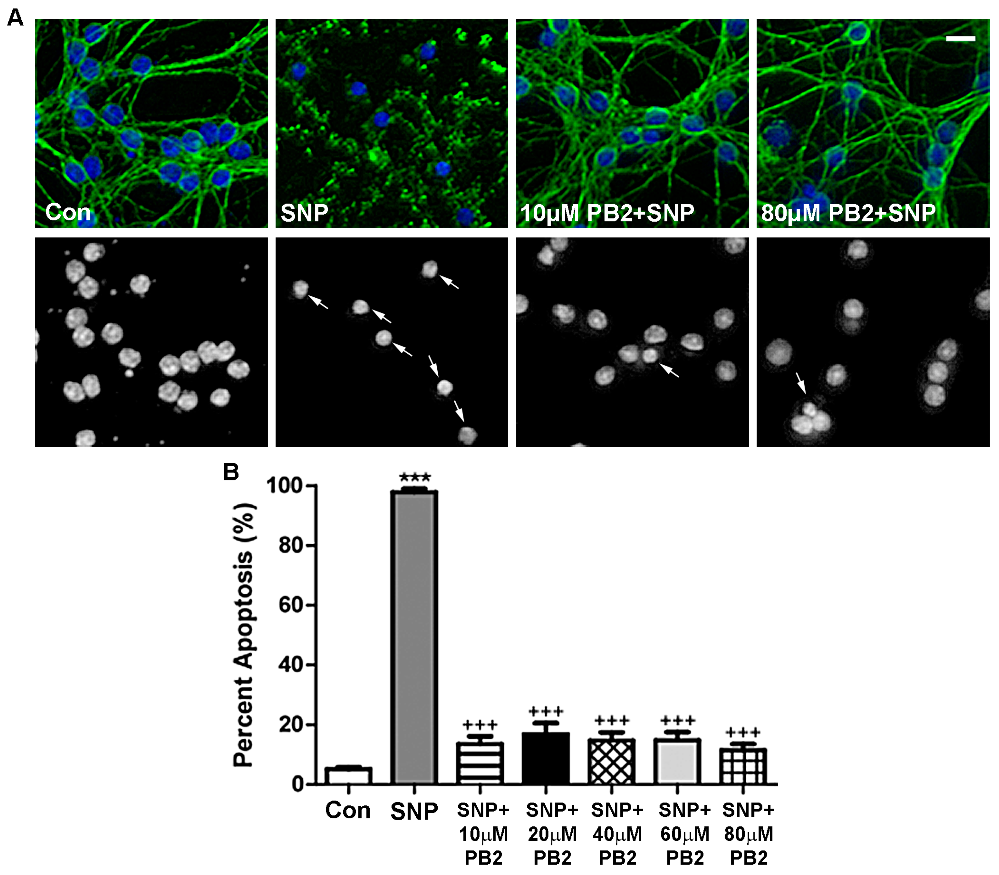 Antioxidants 06 00077 g006