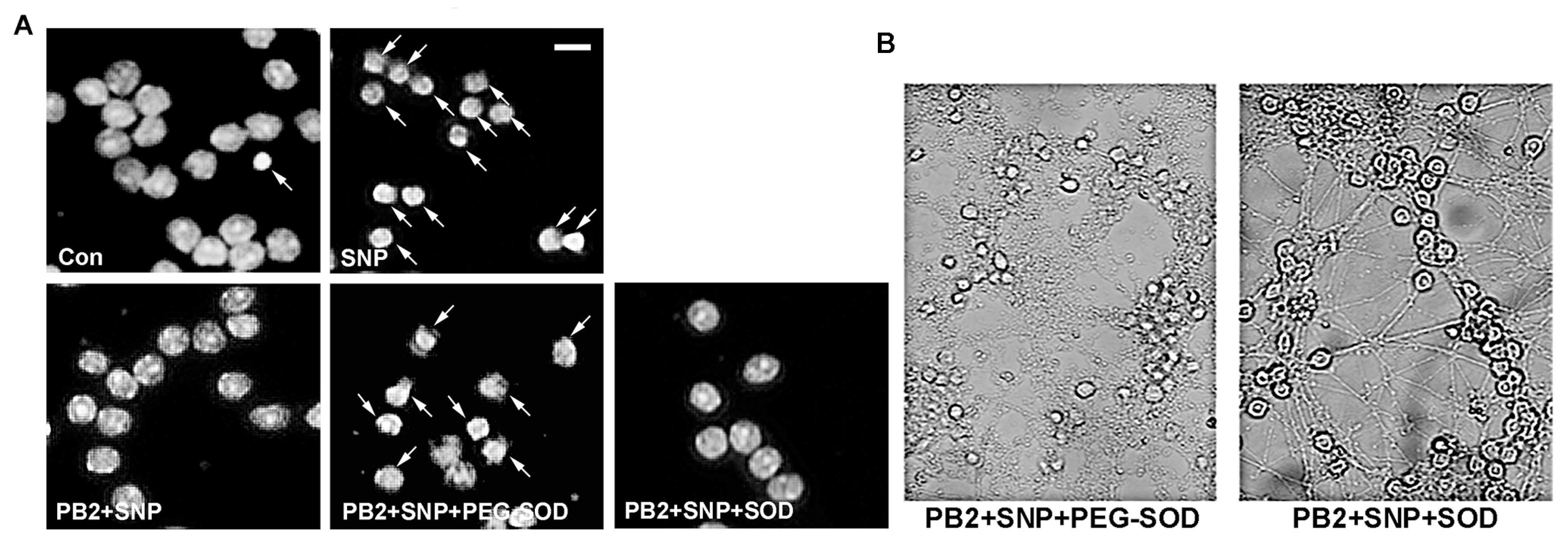 Antioxidants 06 00077 g008a