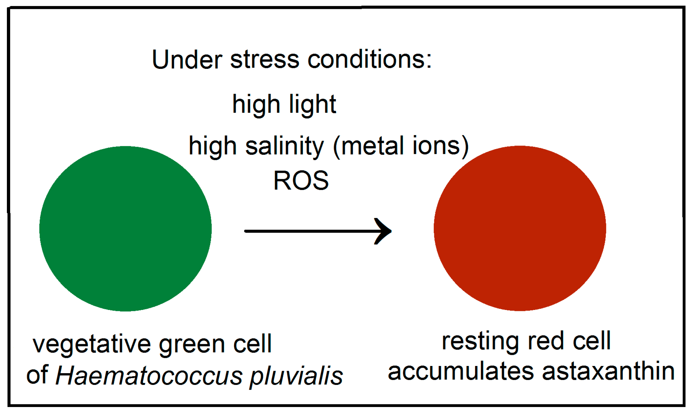 Antioxidants 06 00080 g001