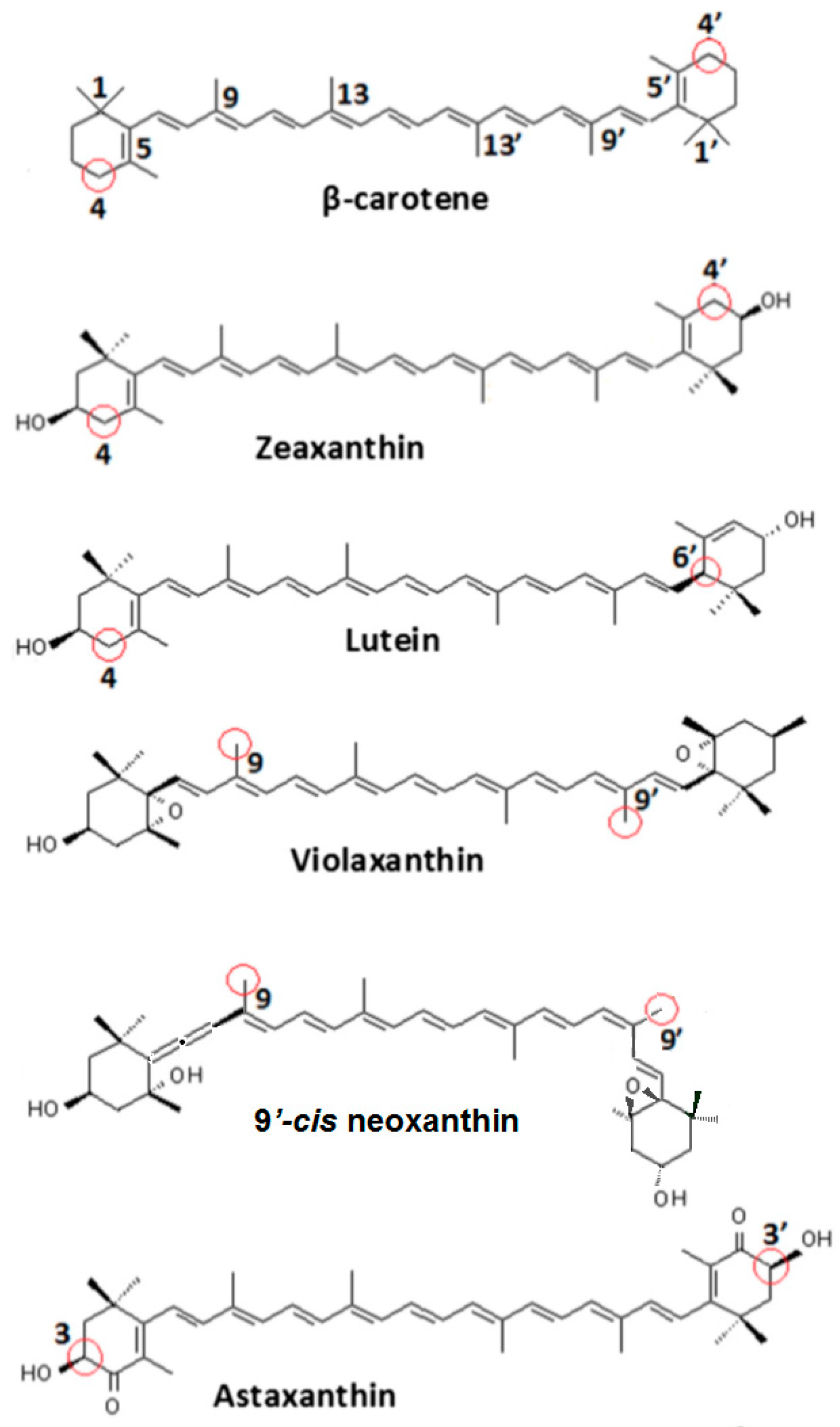Antioxidants 06 00080 g004