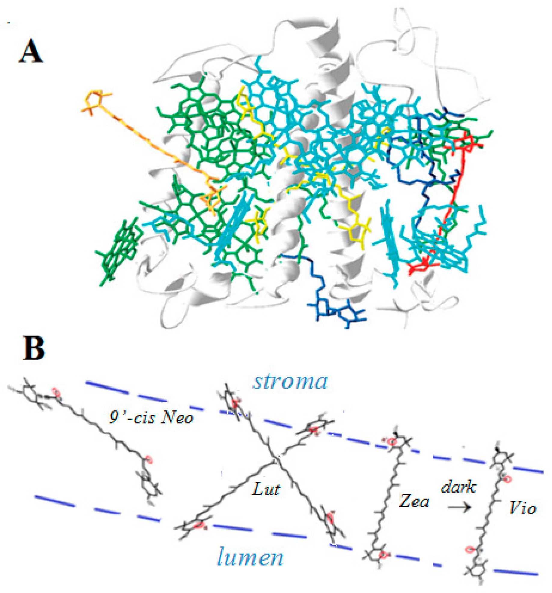 Antioxidants 06 00080 g006