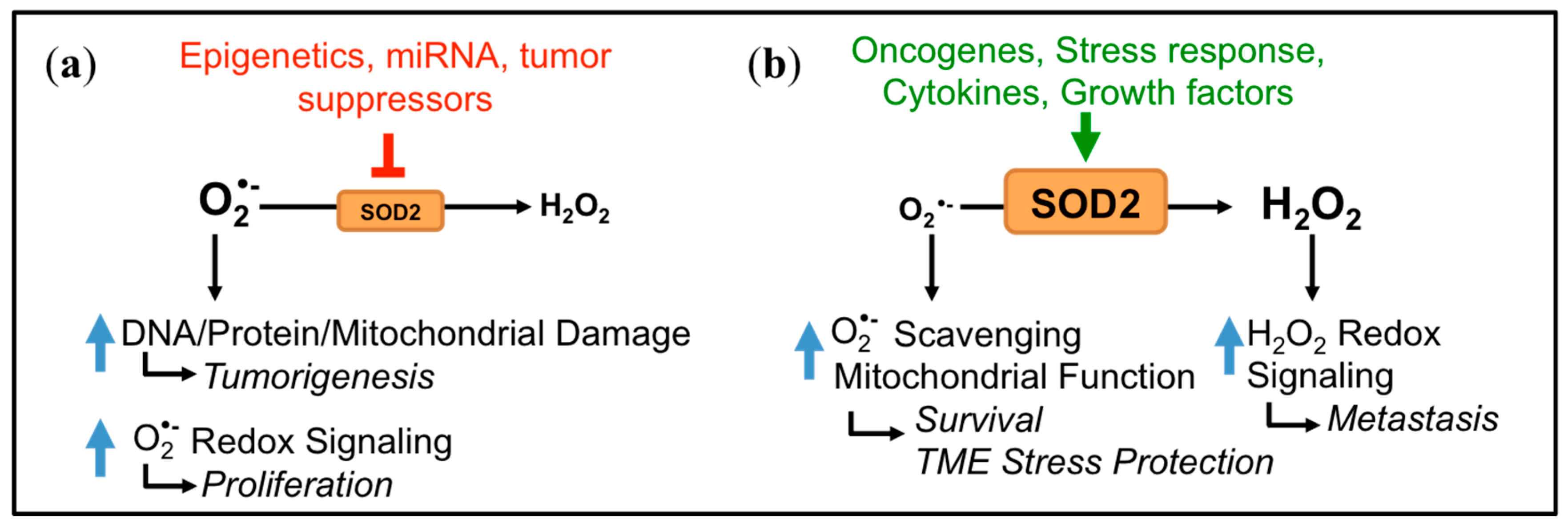 Antioxidants 06 00086 g002