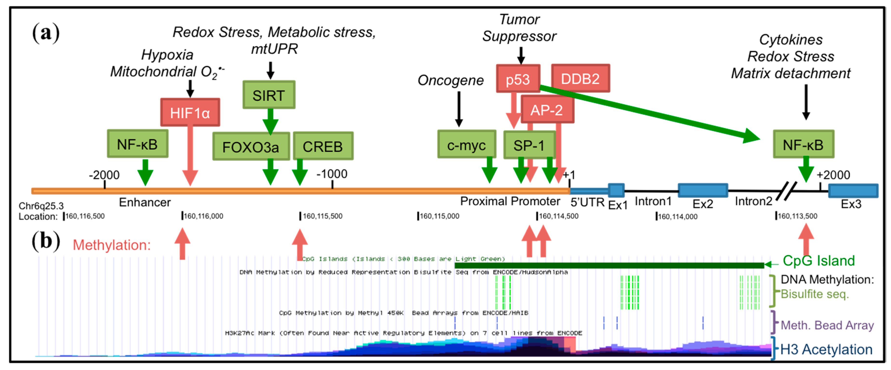 Antioxidants 06 00086 g003