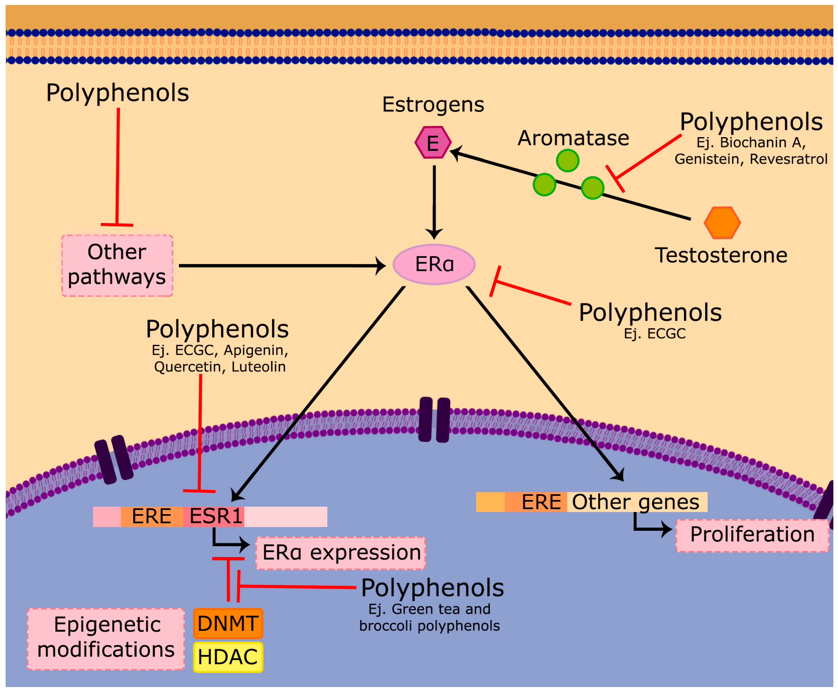Antioxidants 06 00088 g002