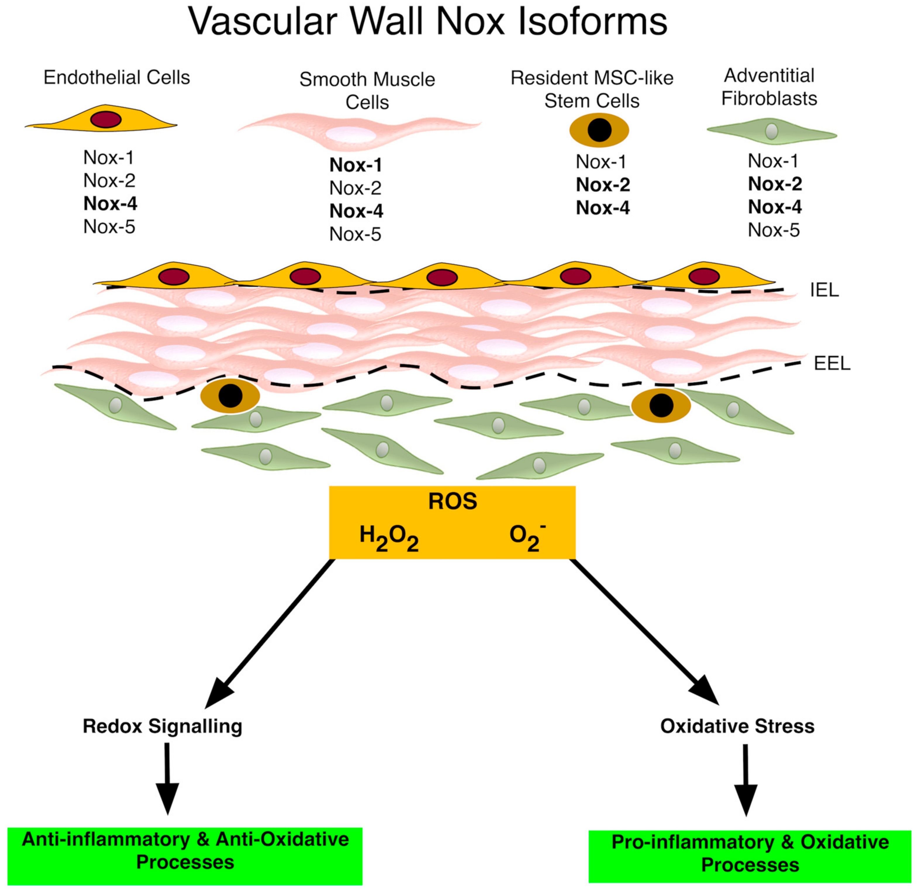 Antioxidants 06 00090 g001