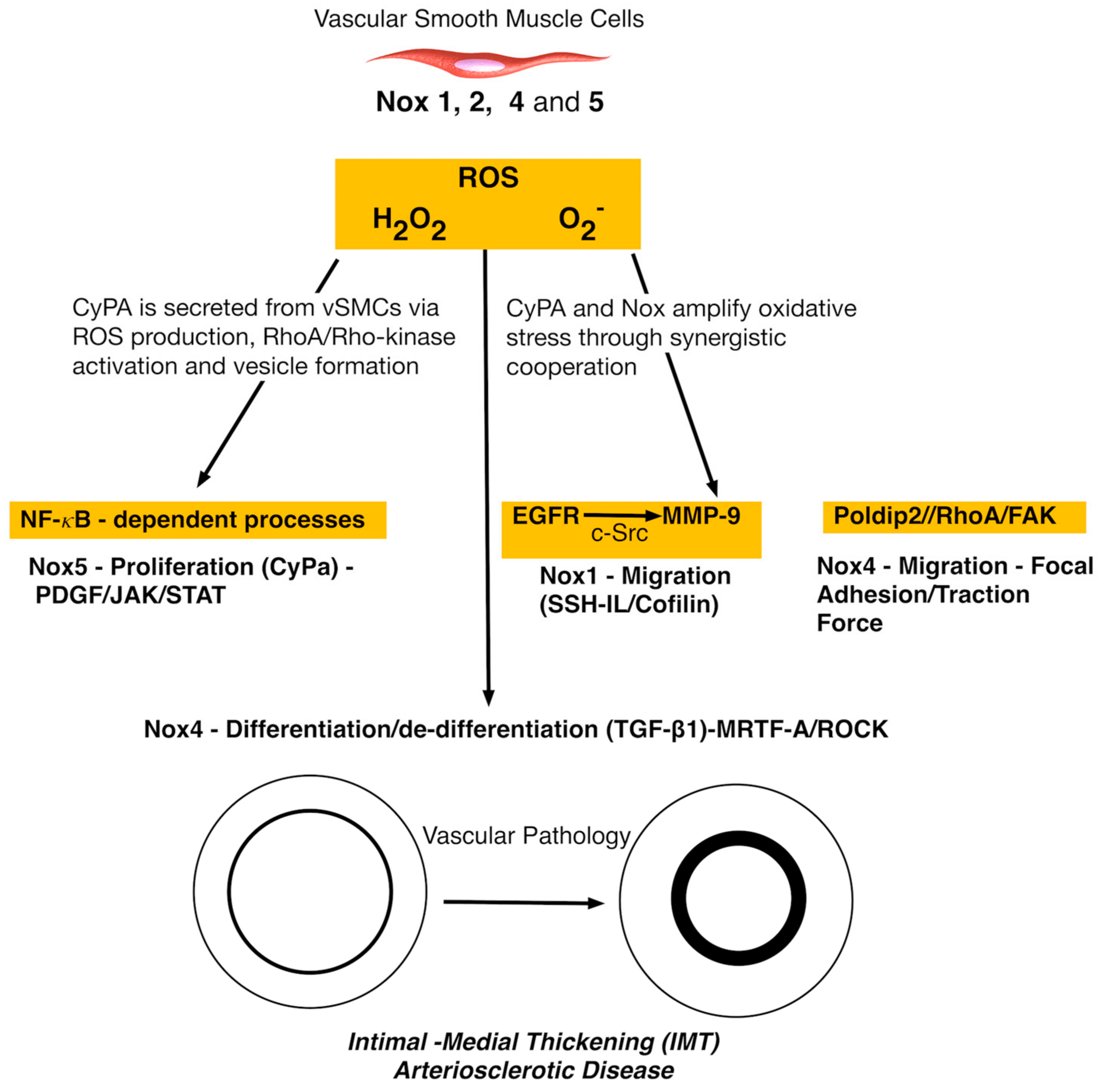 Antioxidants 06 00090 g003