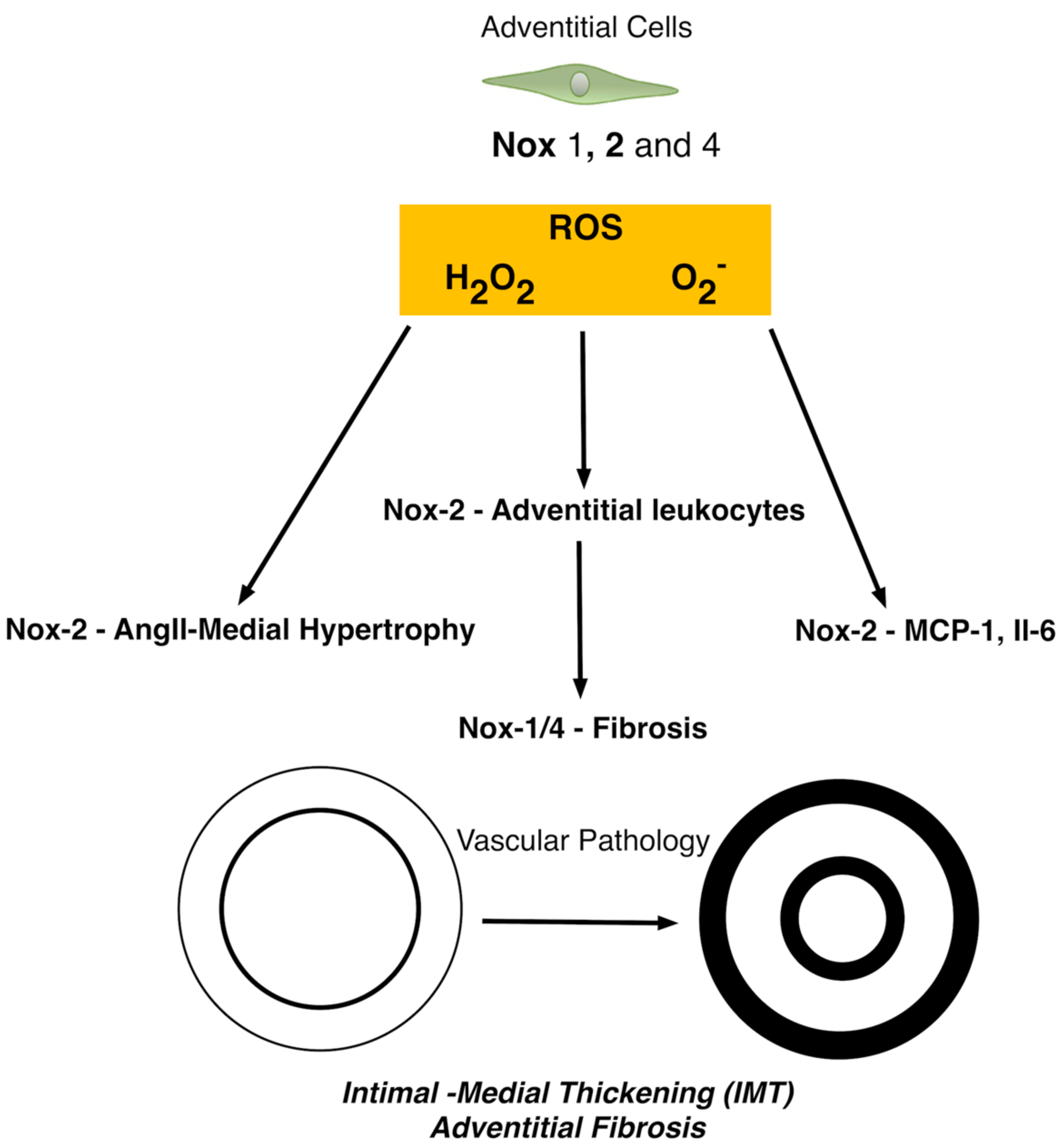 Antioxidants 06 00090 g004