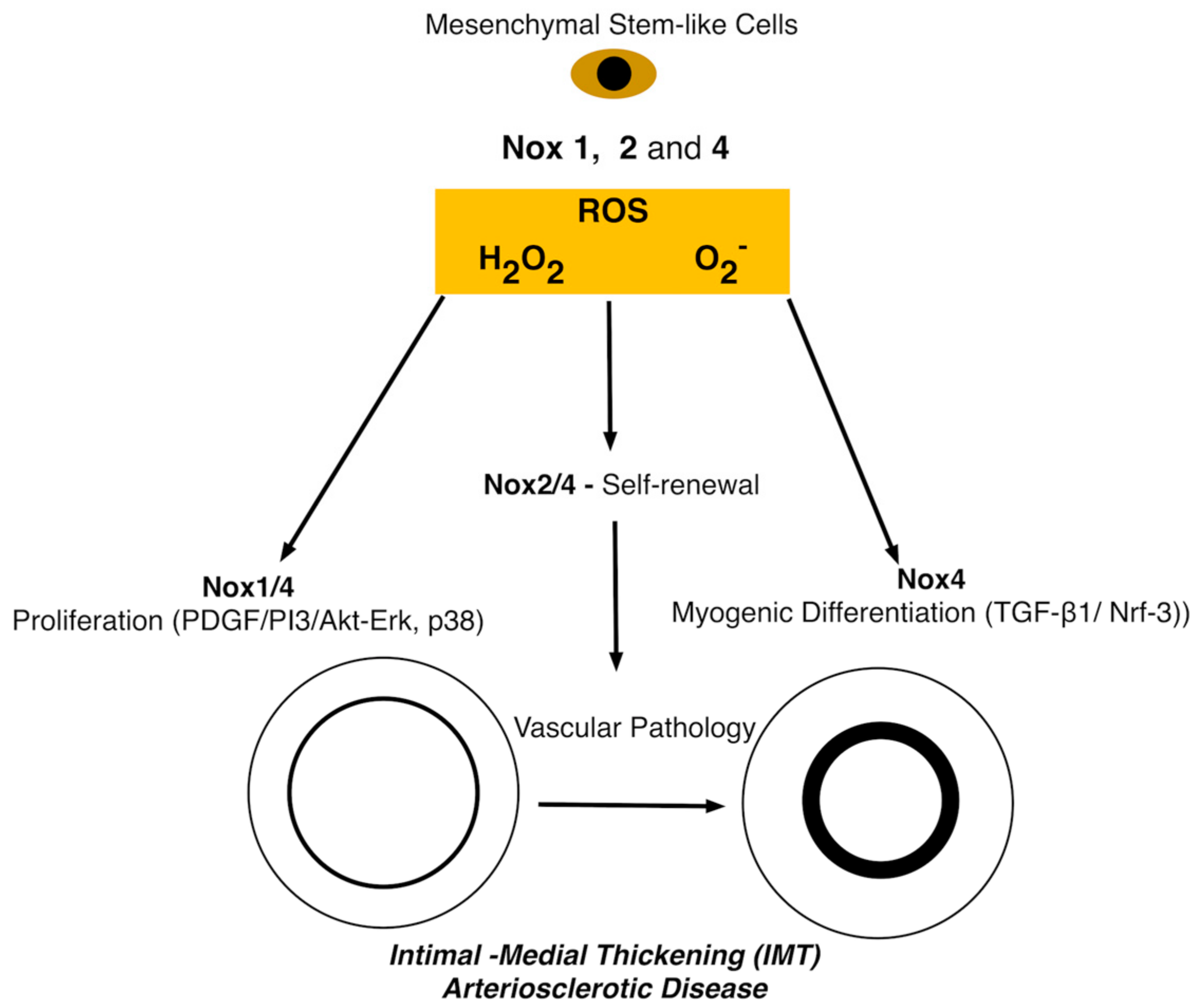 Antioxidants 06 00090 g005