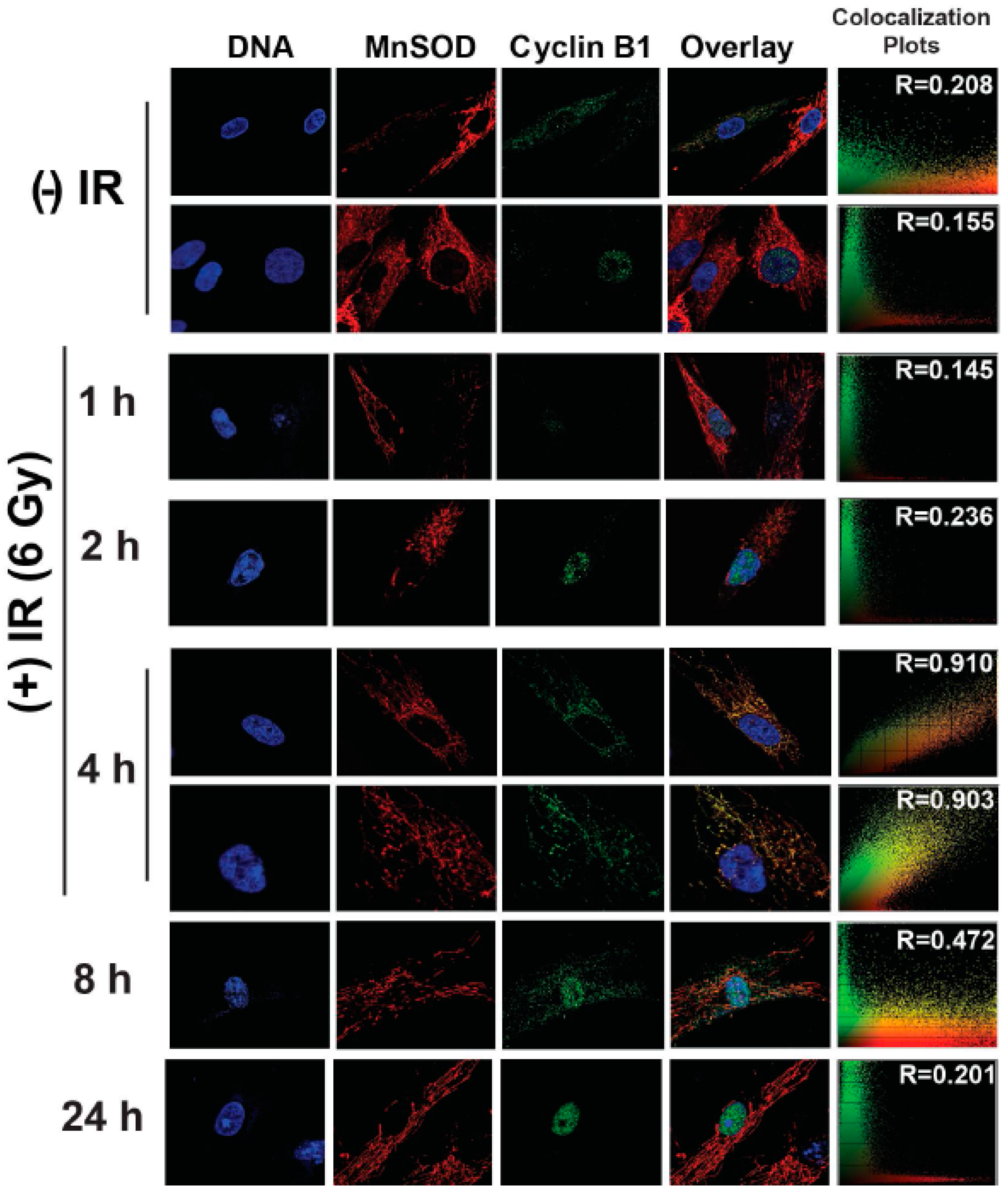 Antioxidants 06 00092 g004