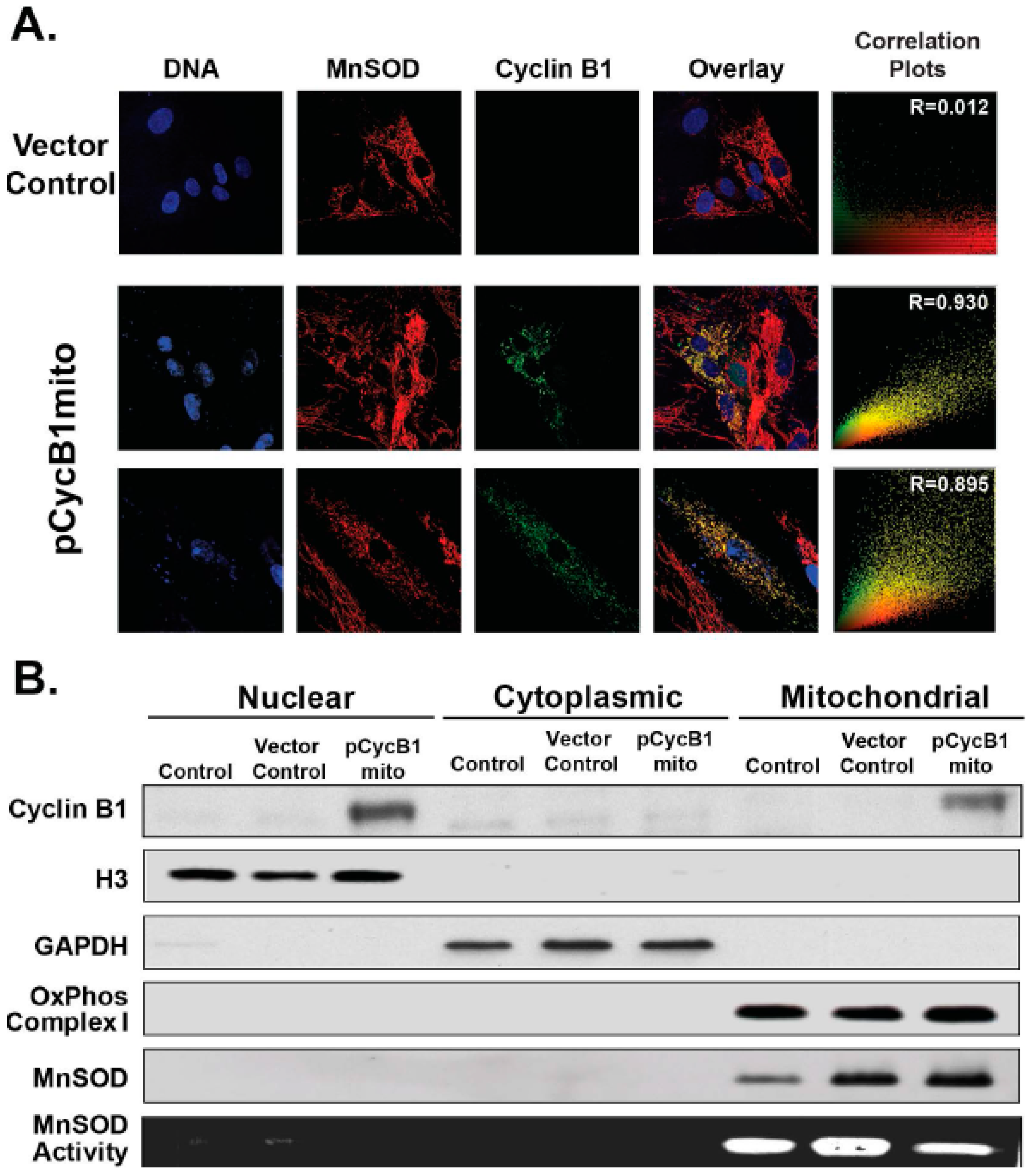 Antioxidants 06 00092 g007