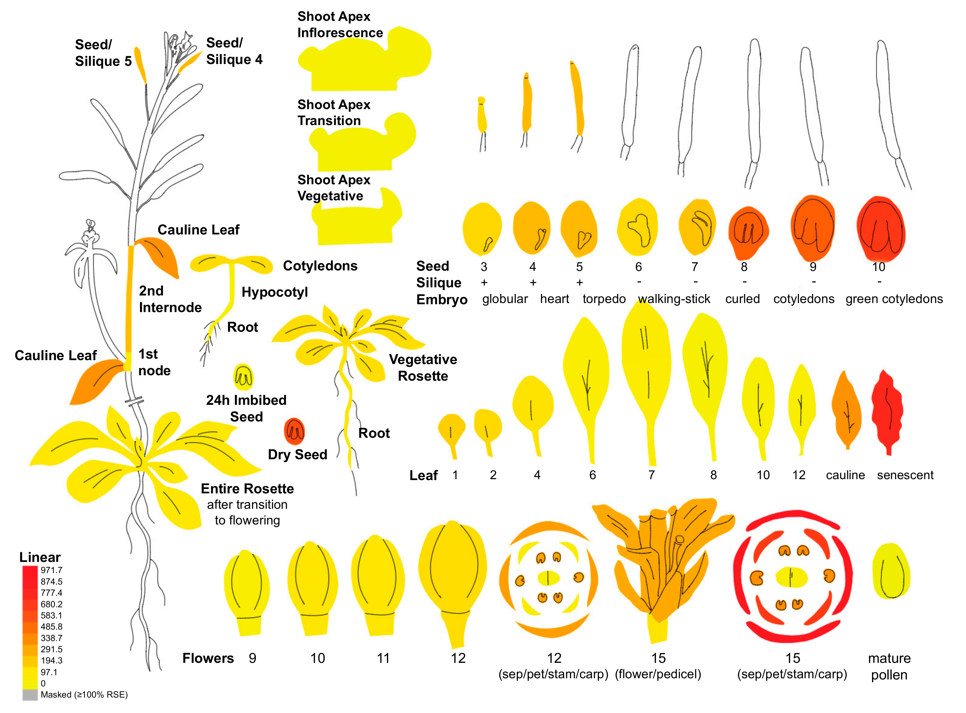 Antioxidants 07 00002 g003