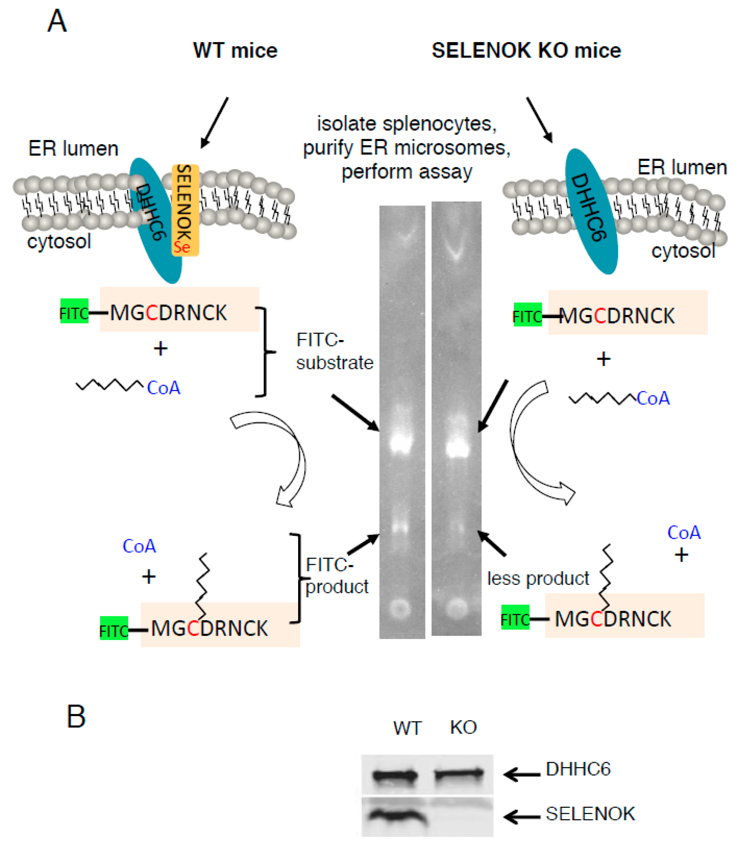 Antioxidants 07 00004 g001