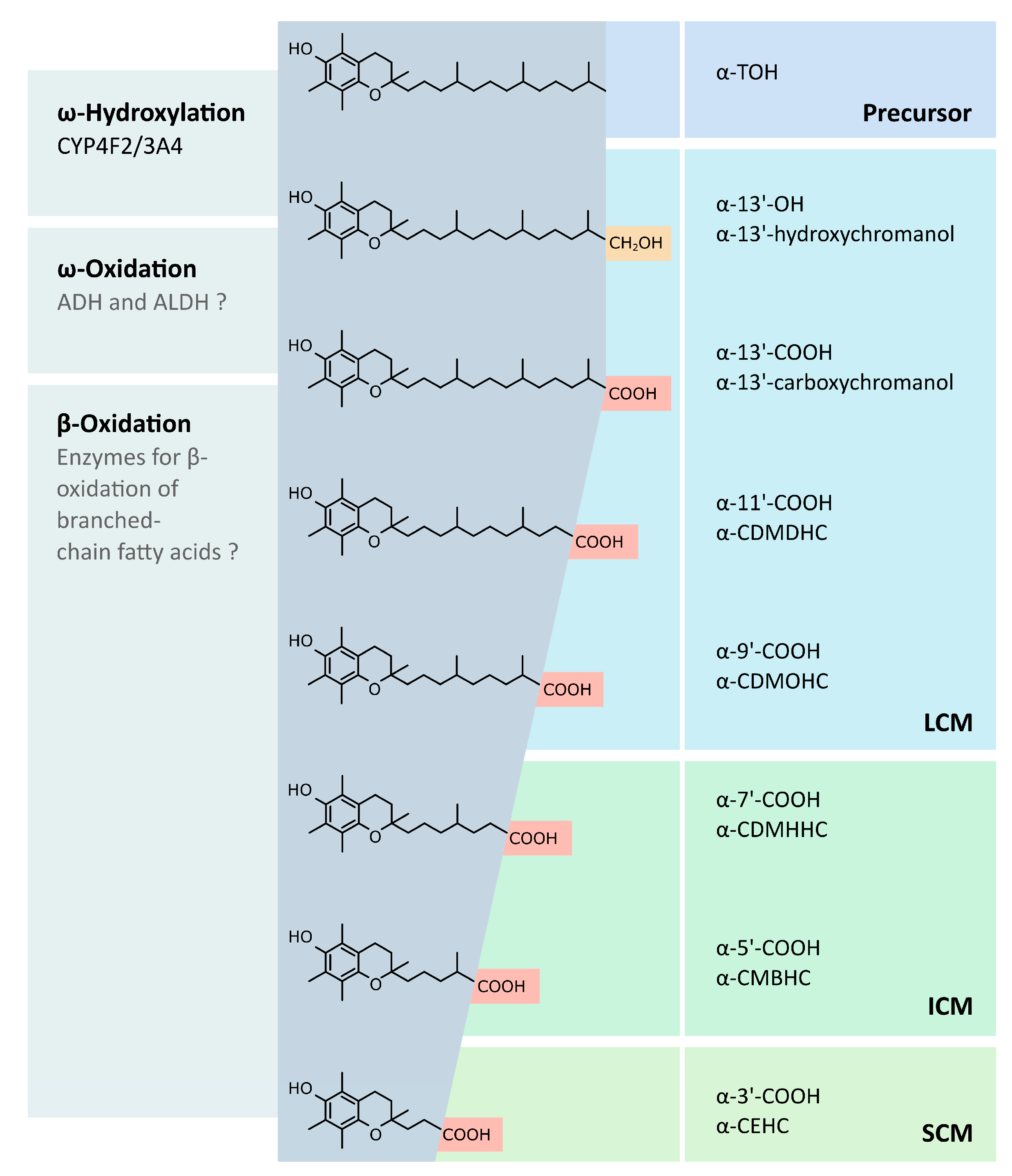 Antioxidants 07 00010 g001