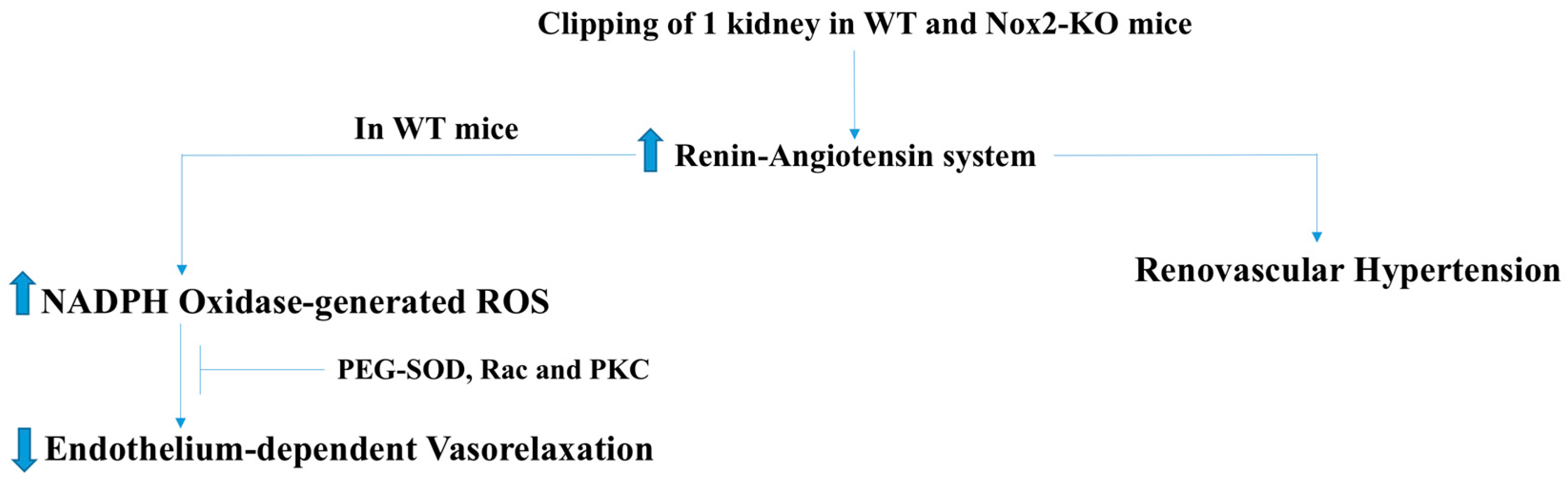 Antioxidants 07 00014 g005