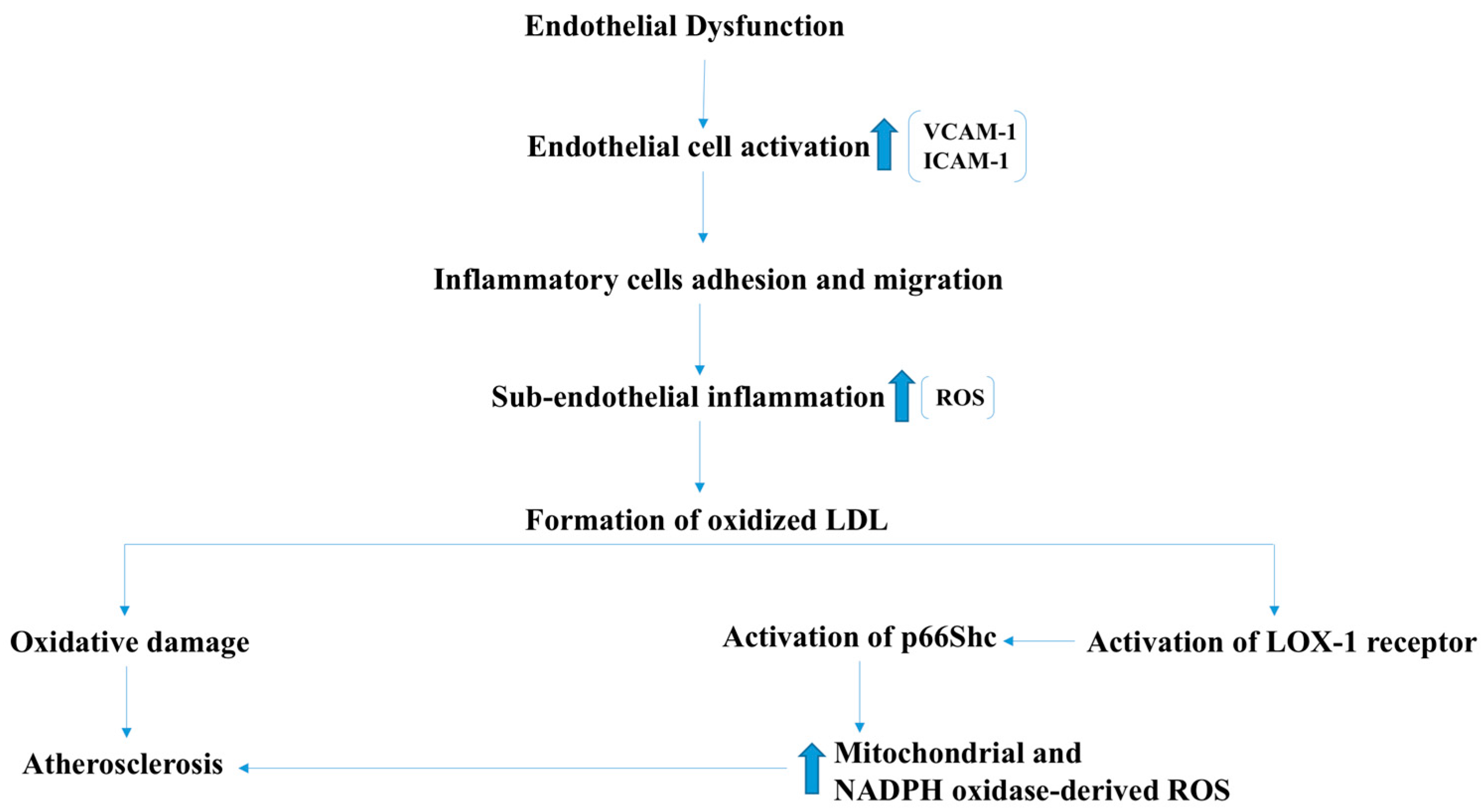 Antioxidants 07 00014 g007
