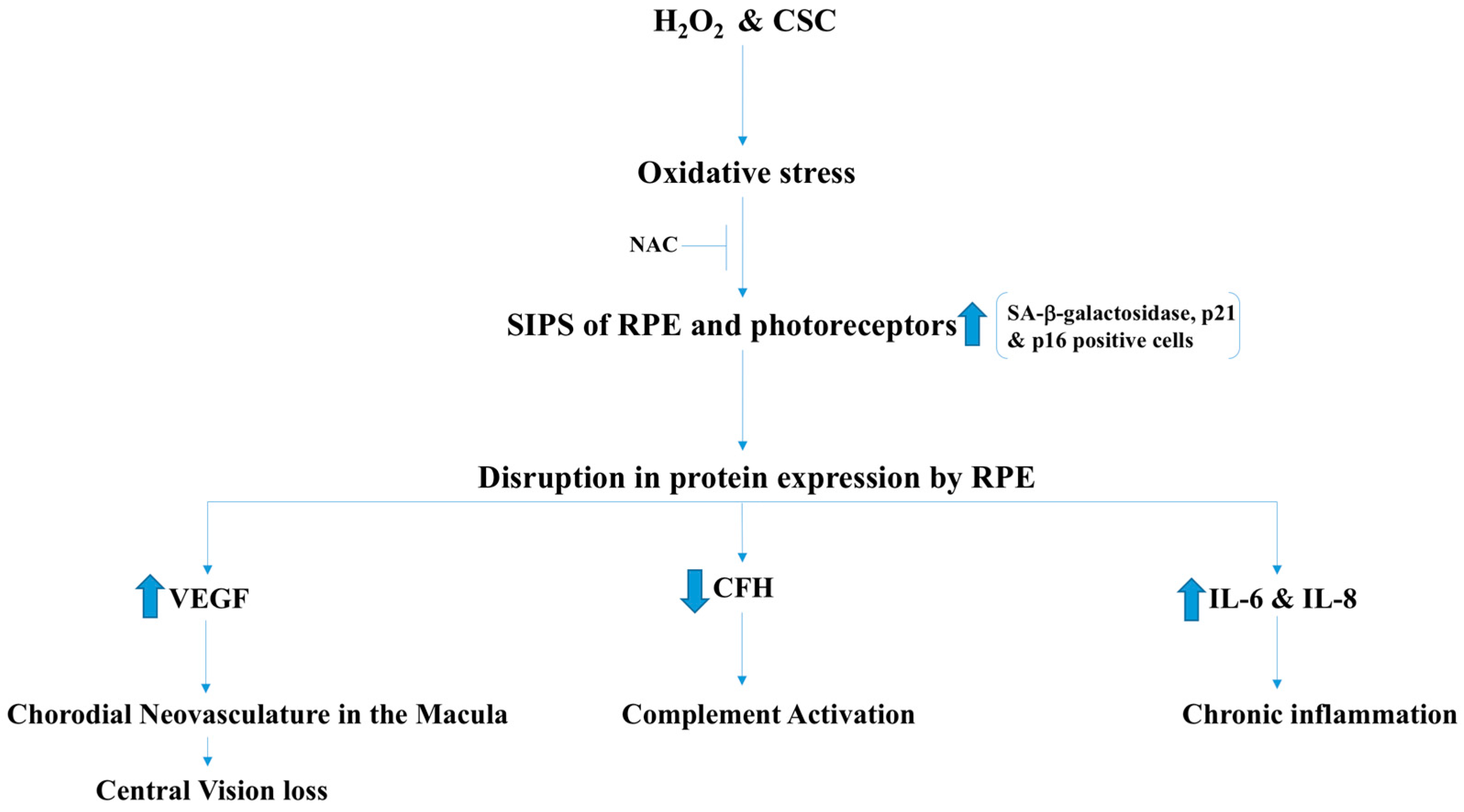 Antioxidants 07 00014 g008